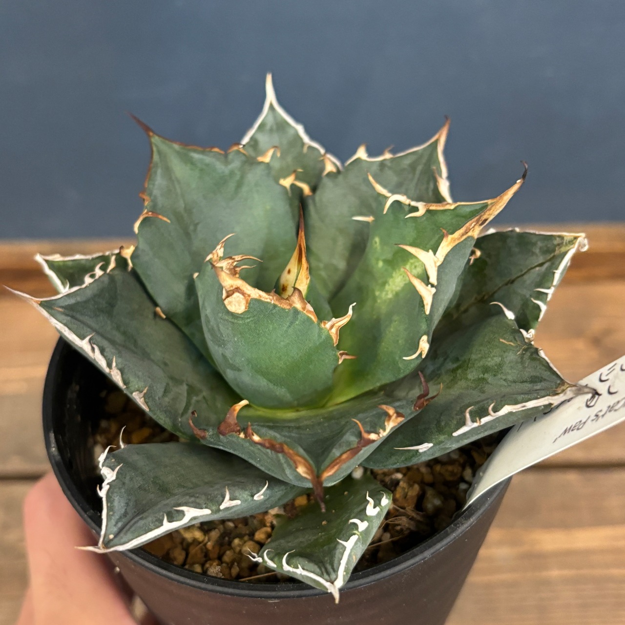 アガベ　チタノタ　猫爪　キャッツパウ【335】