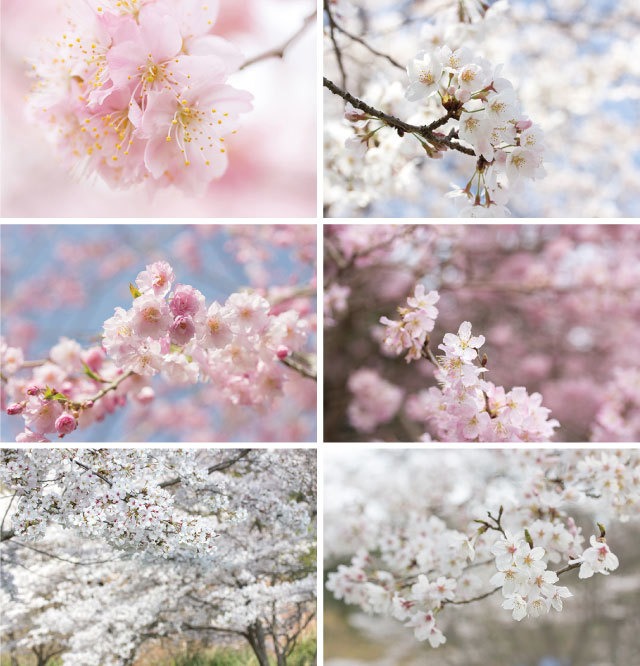 桜のポストカード2014（6枚セット）