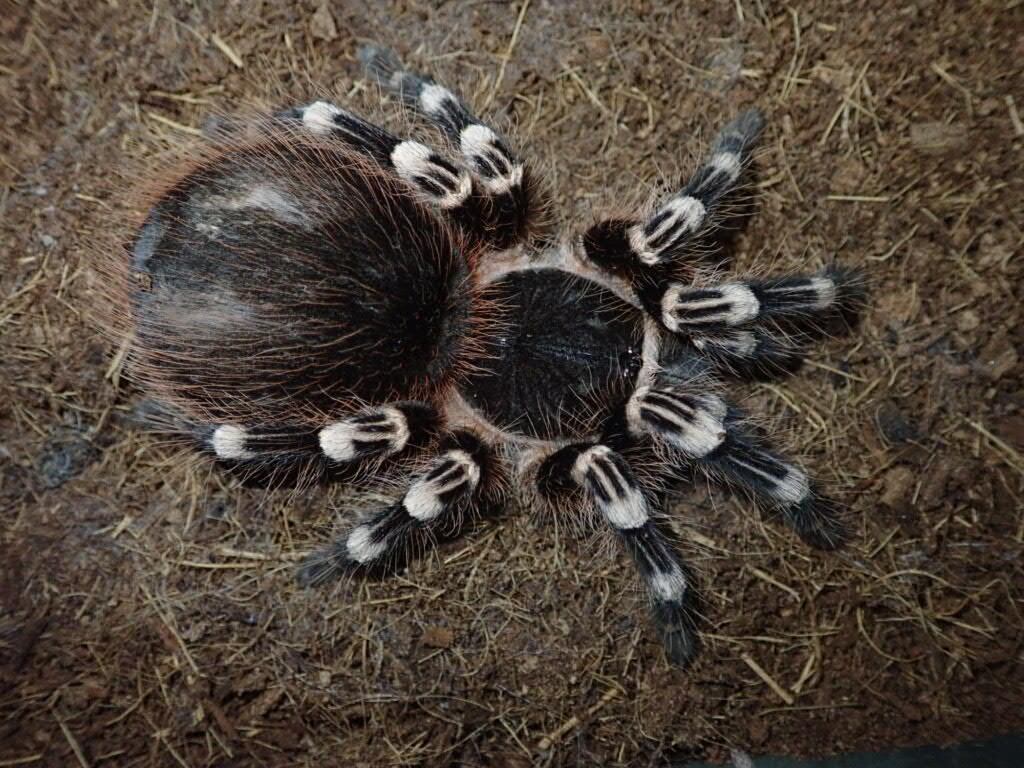 Tarantula タランチュラ | Bebe Rep. 奇蟲部門