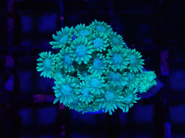 Goniopora FromAustraria Green1