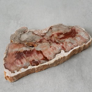 ペトリファイドウッド / スライス プレート【1】