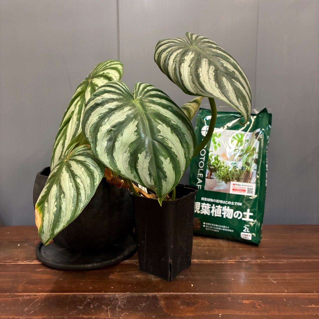 【秋の植え替えフェア対象】【セット】フィロデンドロン　プロウマニー　ウォーターメロン