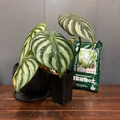 【秋の植え替えフェア対象】【セット】フィロデンドロン　プロウマニー　ウォーターメロン