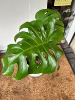 モンステラデリシオーサ