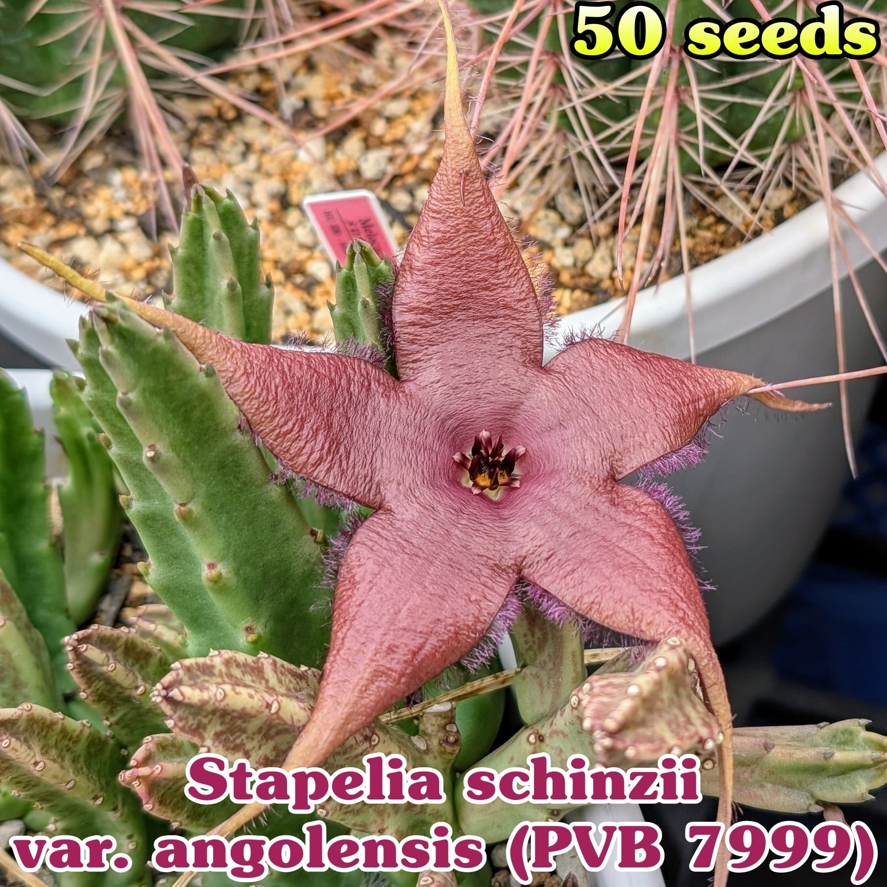 種子/10粒】Hoodia gordonii (CH 2928)/フーディア・ゴルドニー