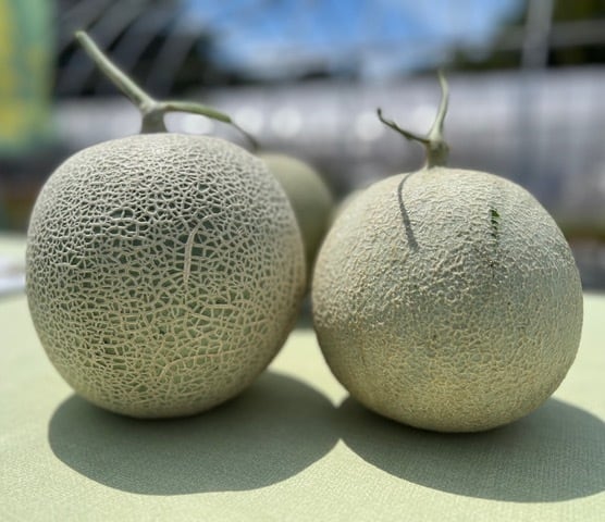 翔空 酔いどれメロン2025 ドブロク（500ml） | 【翔空】LAGOON BREWERY