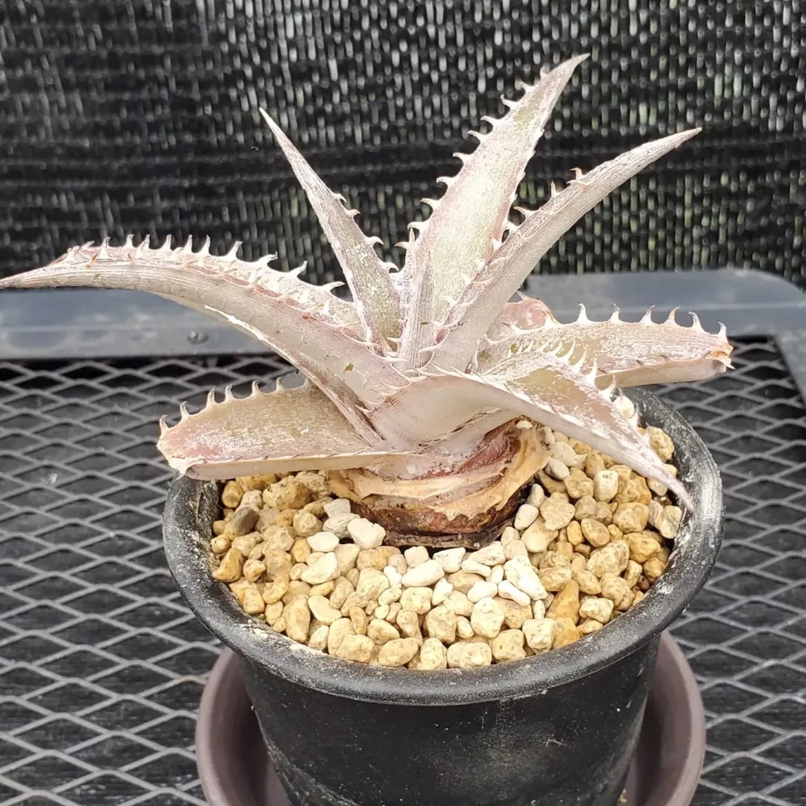F00613_Dyckia marnier-lapostollei 'Wide Leaf New Form' Hybrid NNN