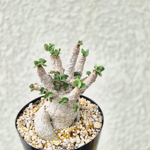 Lサイズ①《 Adenium Arabicum D.H.A》アデニウム アラビカム 獅子葉 ドーセットホーン 塊根植物 巻葉