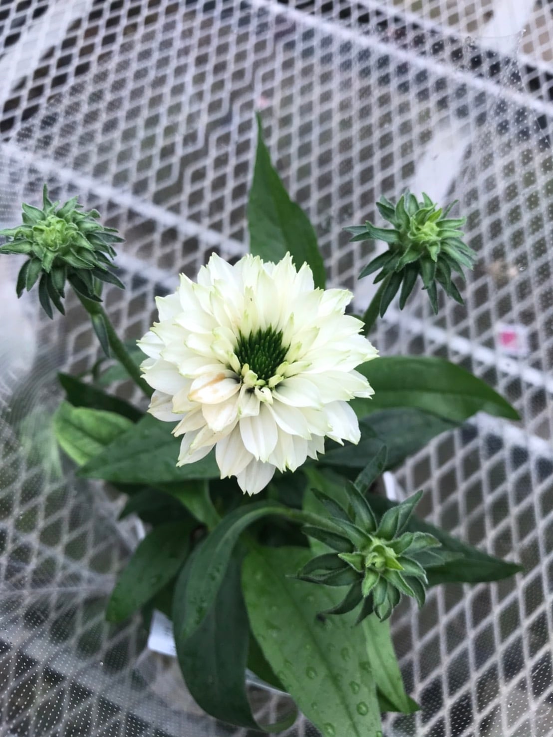 エキナセア5寸 サンシーカーズホワイトパーフェクション | flowerbiz