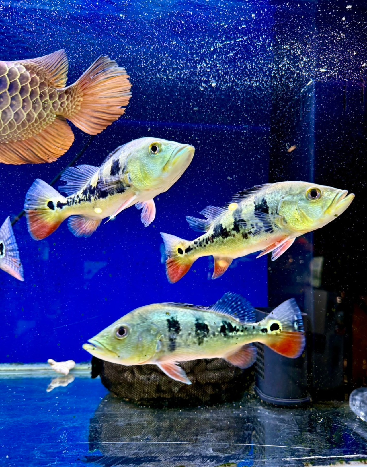 キクラ・フルブラック⁈（フルフロッグ⁈）SP - 2