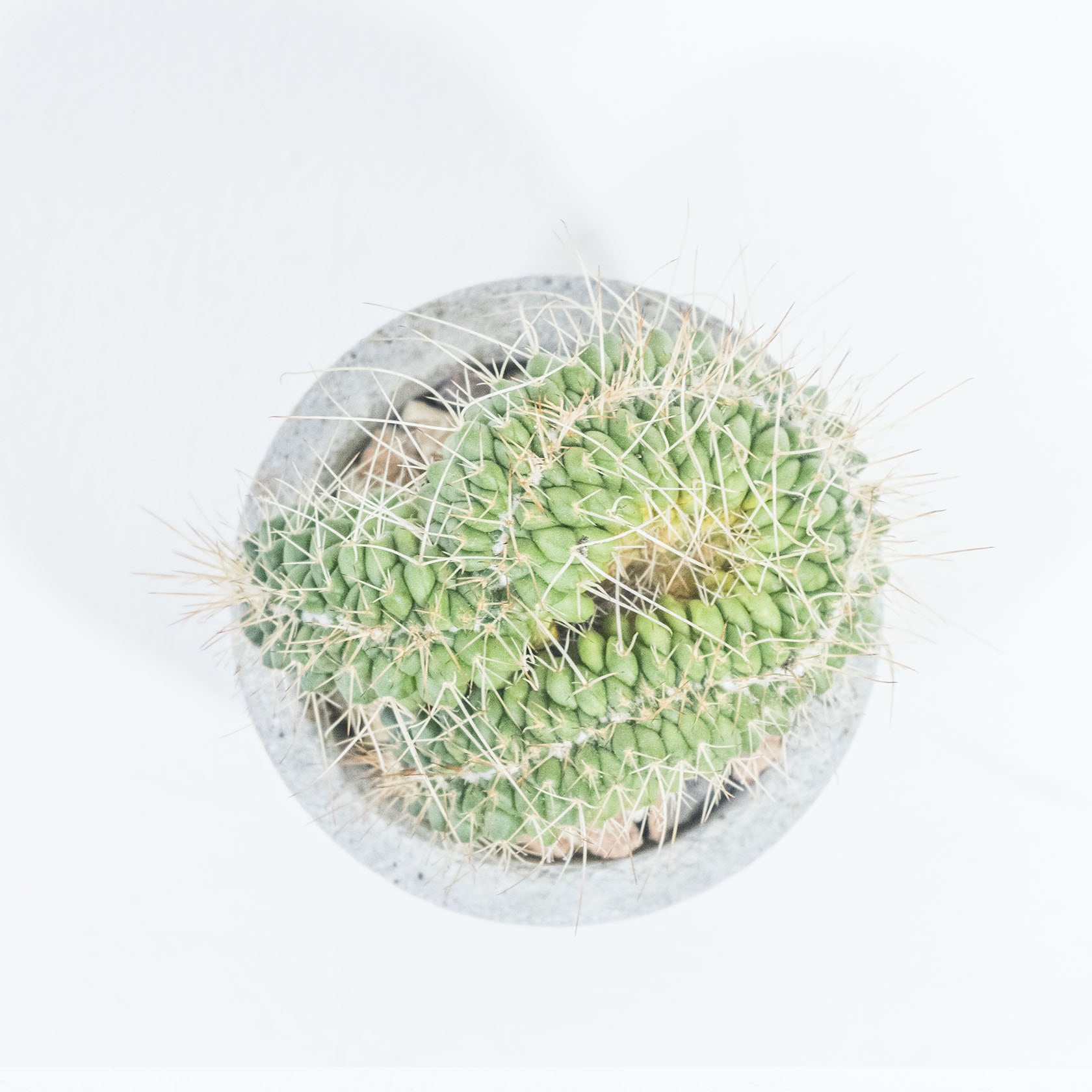 マミラリア・白棘白竜丸（綴化） 独特な造形と迫力あるボリューム感が魅力 自作モルタル鉢の一点物