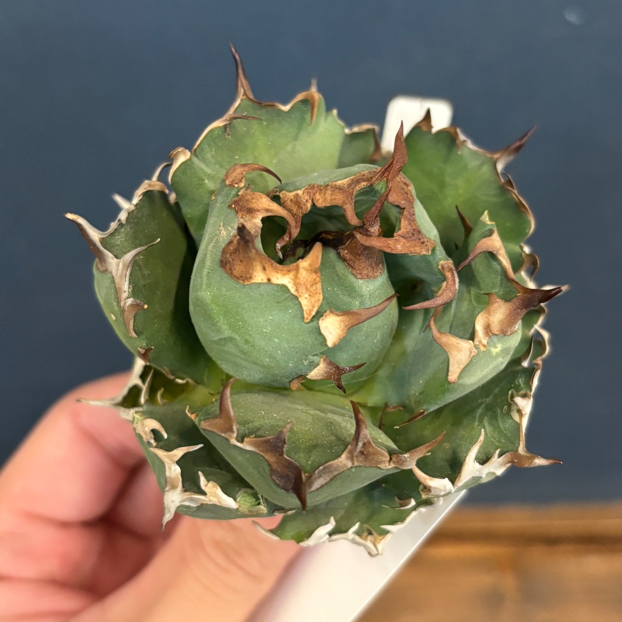 アガベ チタノタ ドワーフ【350】