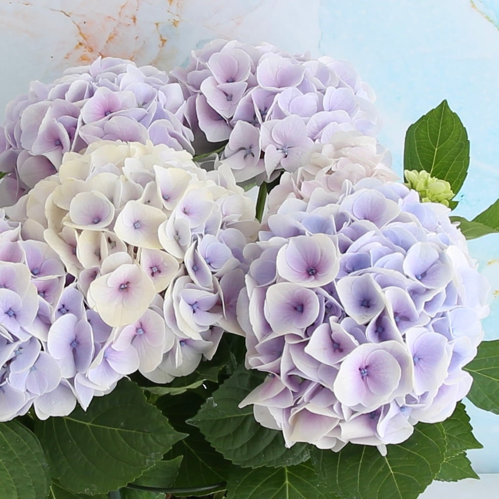 アジサイ「シルクサファイア」の鉢植え | 宙花sorahana