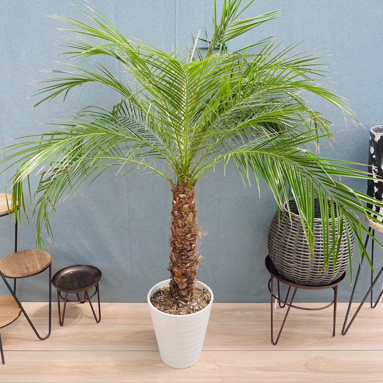 ツピタンサス　8号　観葉植物　室内　大型　おしゃれ　シェフレラ 現品］H ツピタンサス 8号 観葉植物 室内 大型 おしゃれ シェフレラ