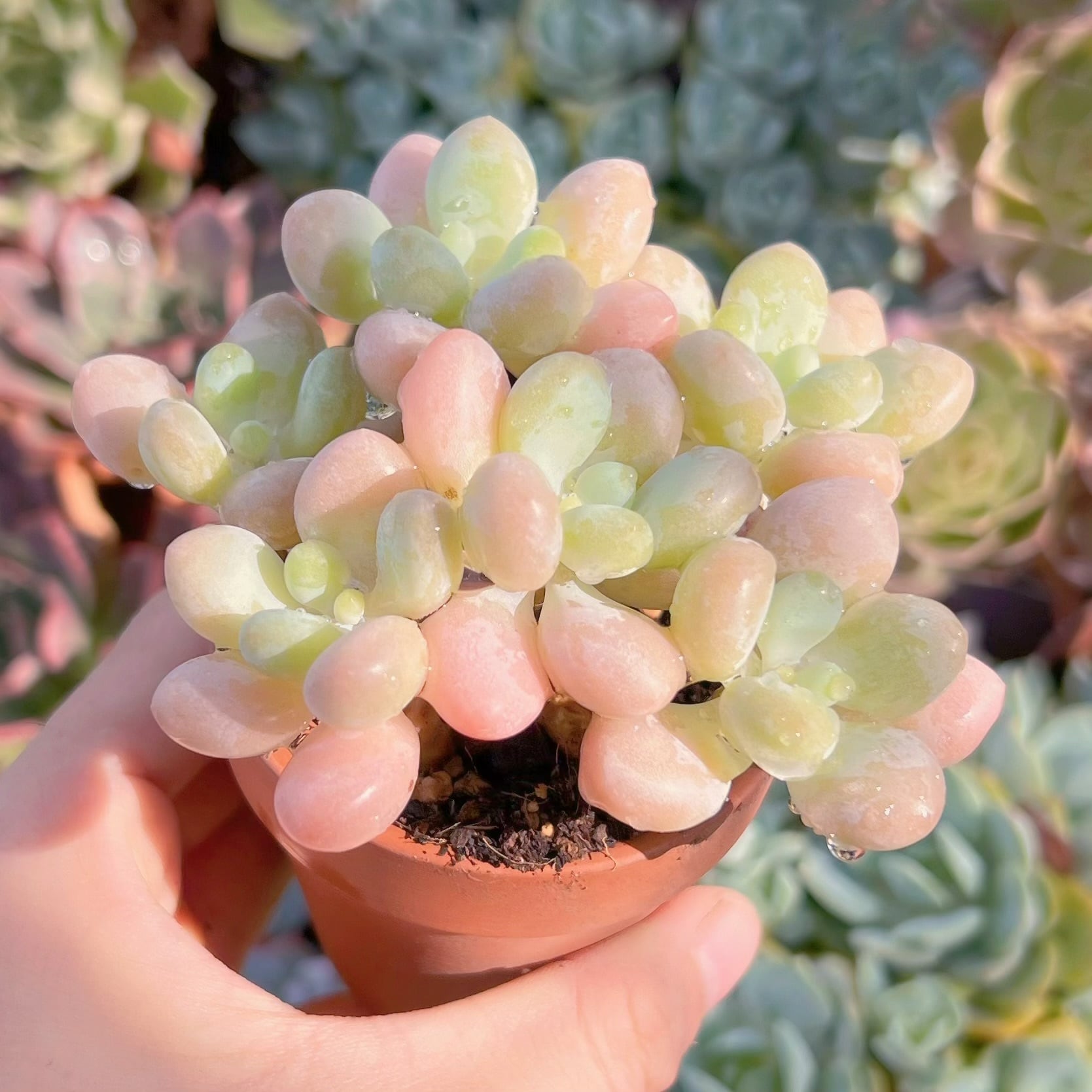 多肉植物　シャボン玉　6頭　新入荷　るる農園