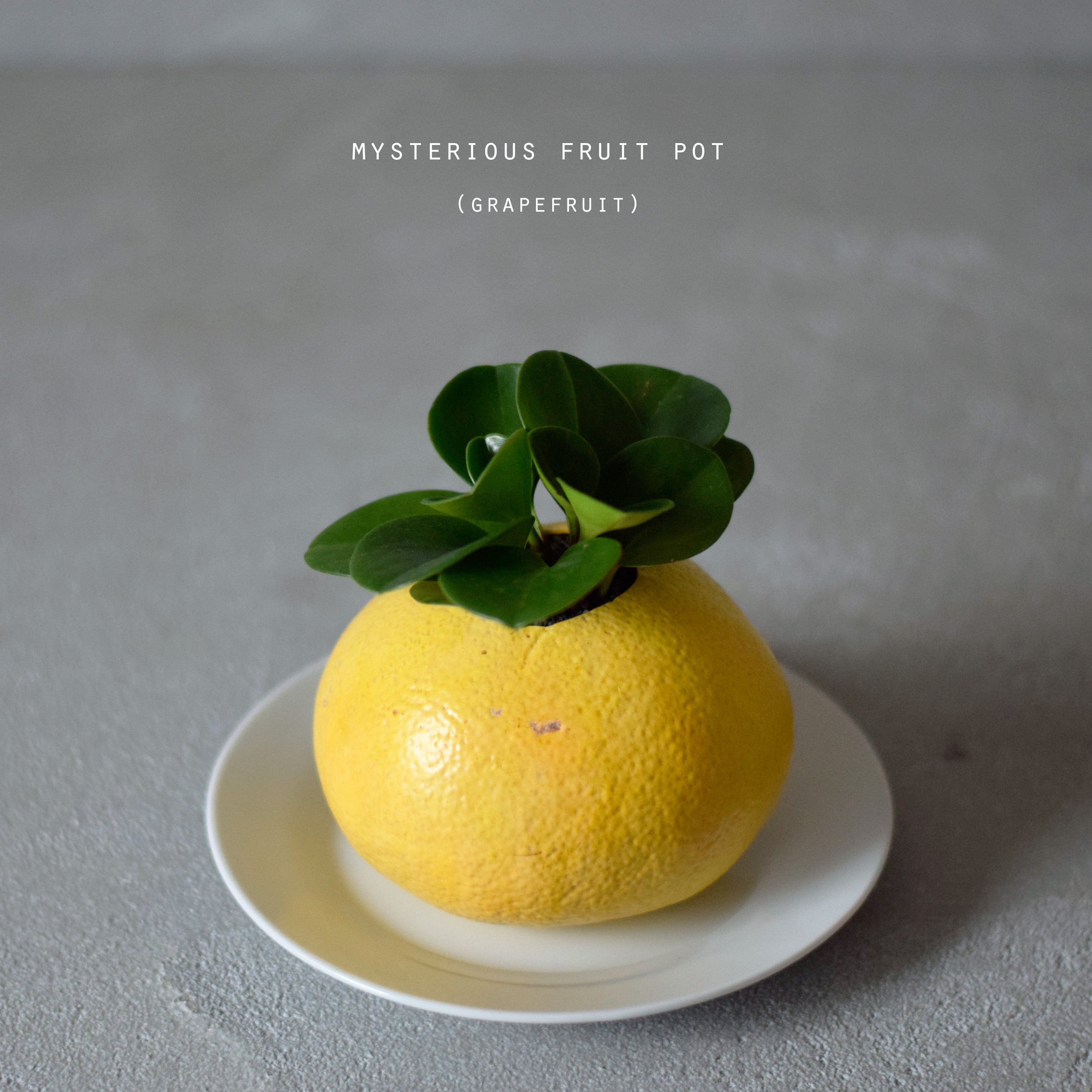 echidna fruit pot エアープランツ　プランター　苺 echidna fruit pot エアープランツ プランター 苺