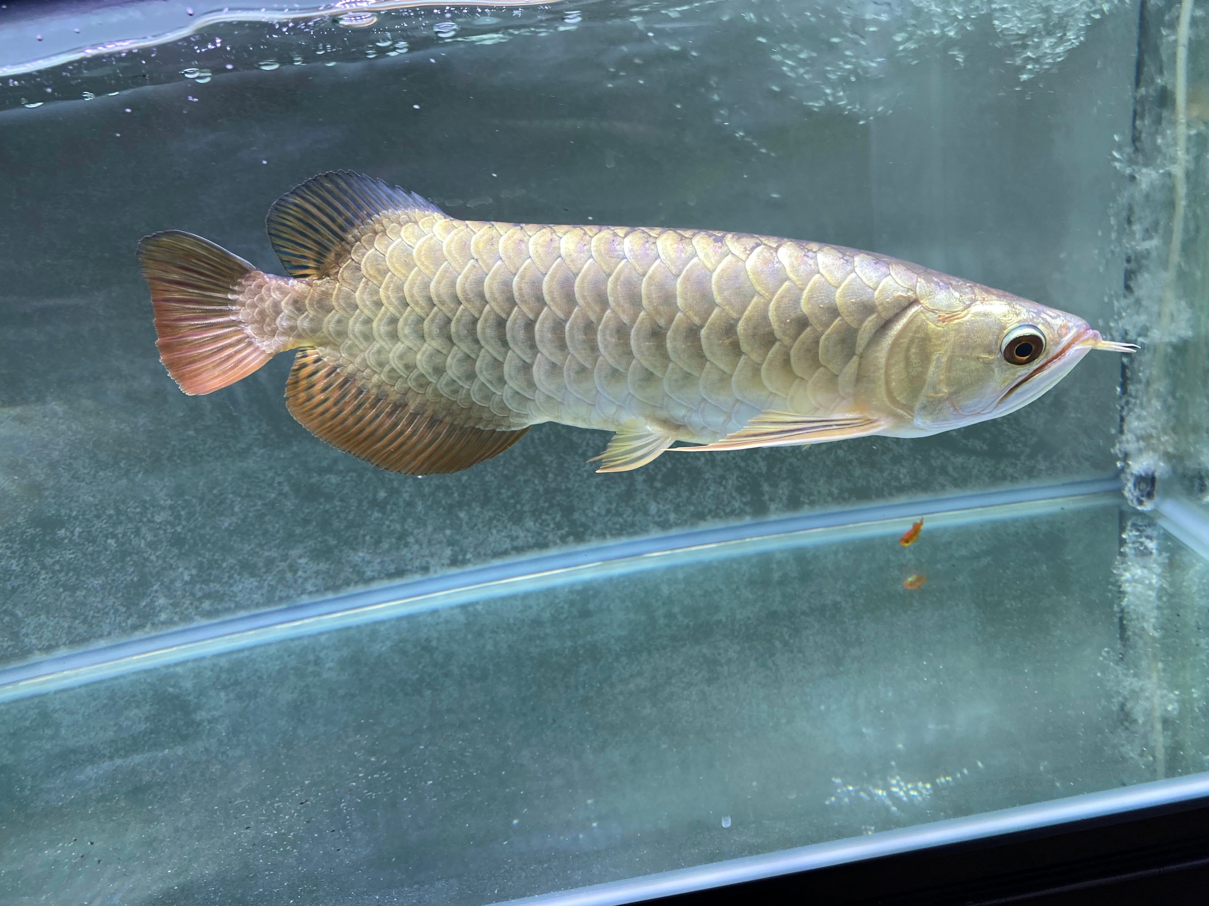 木彫☆熱帯の魚アロワナ☆ゴールド