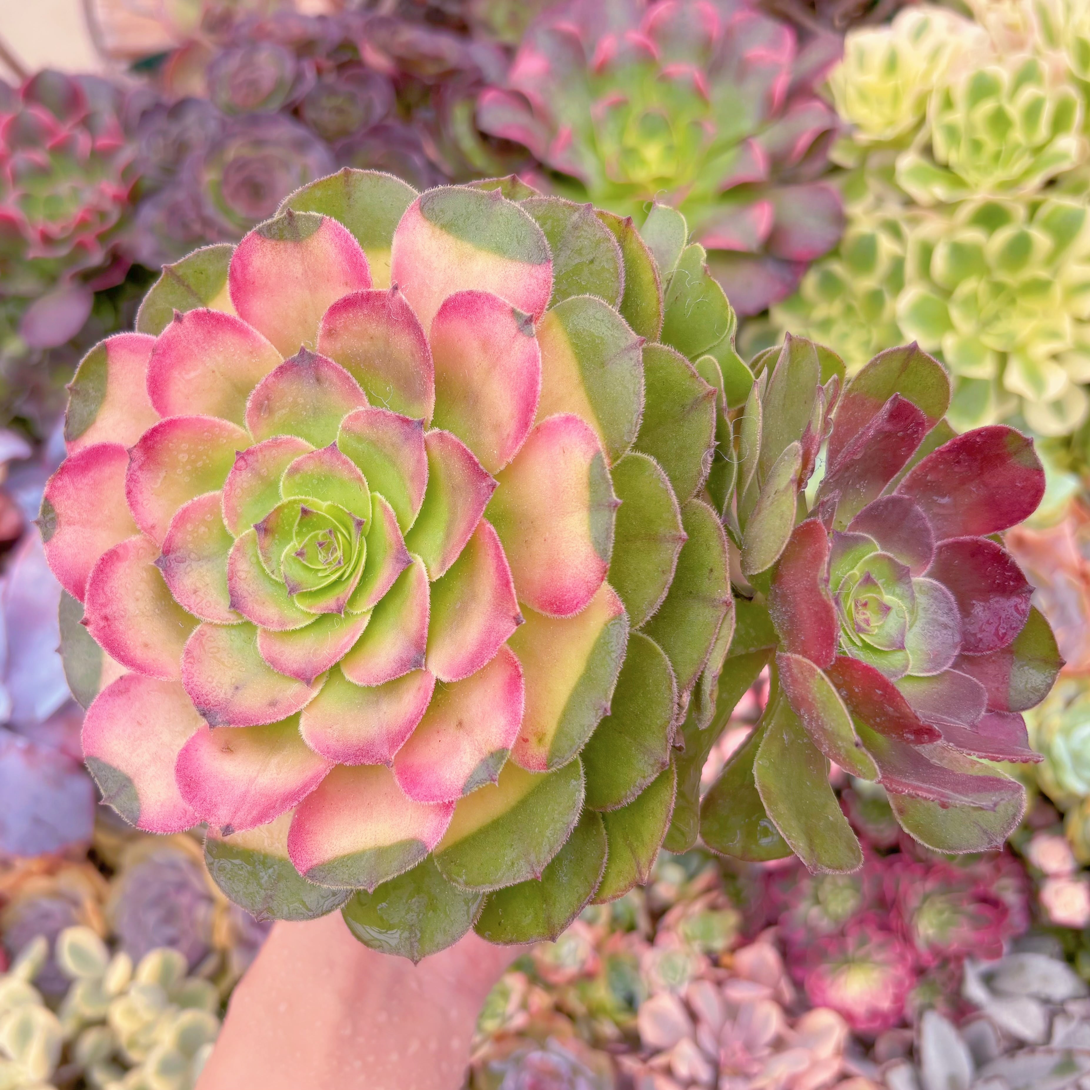 現品　ハロウィン錦#C57　大群生　新入荷　るる農園