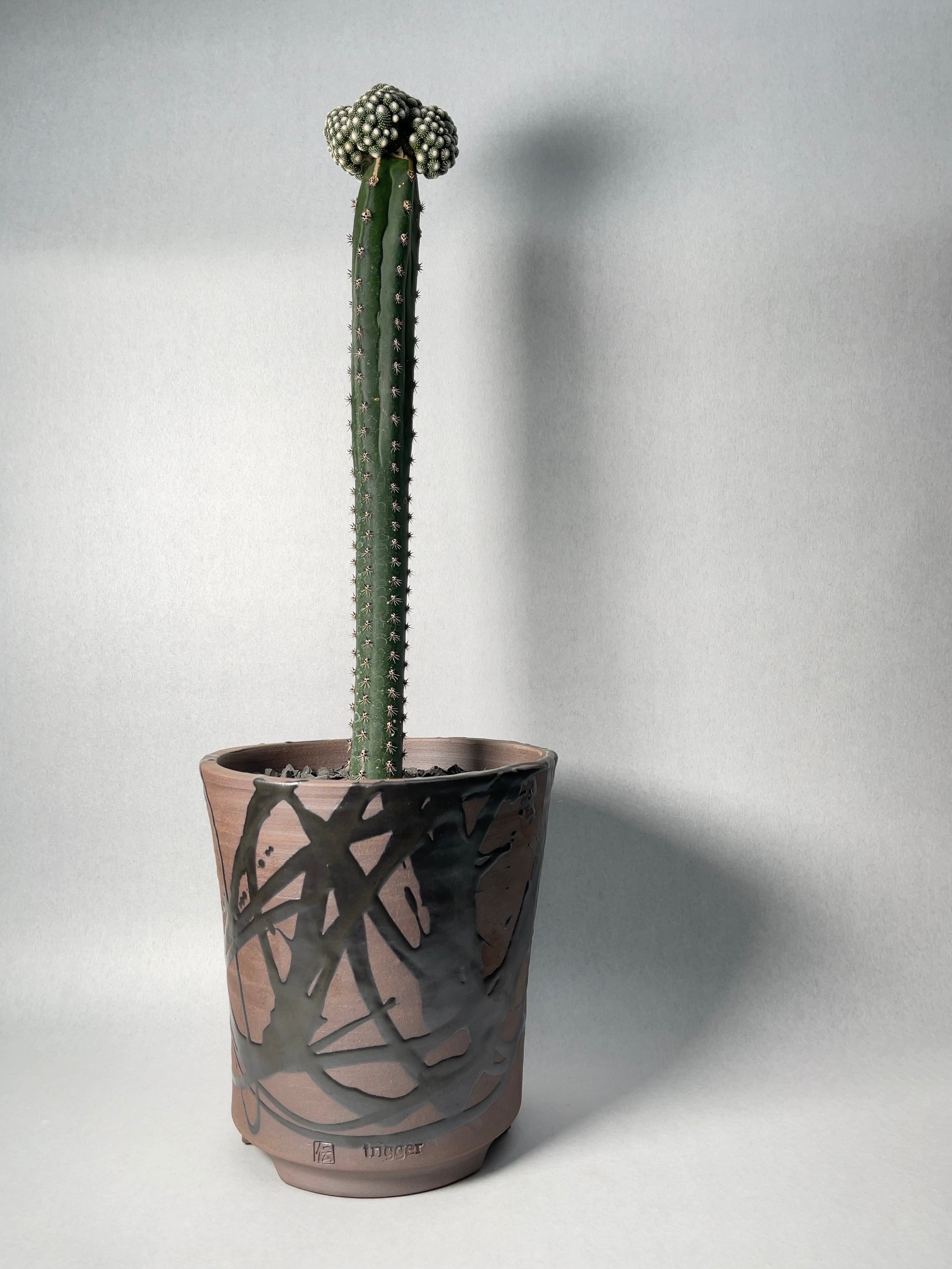白松露玉　サボテン 【一点物】人気植物　ブロスフェルディア 多肉植物 trigger | ブロスフェルディア・松露玉 サボテン