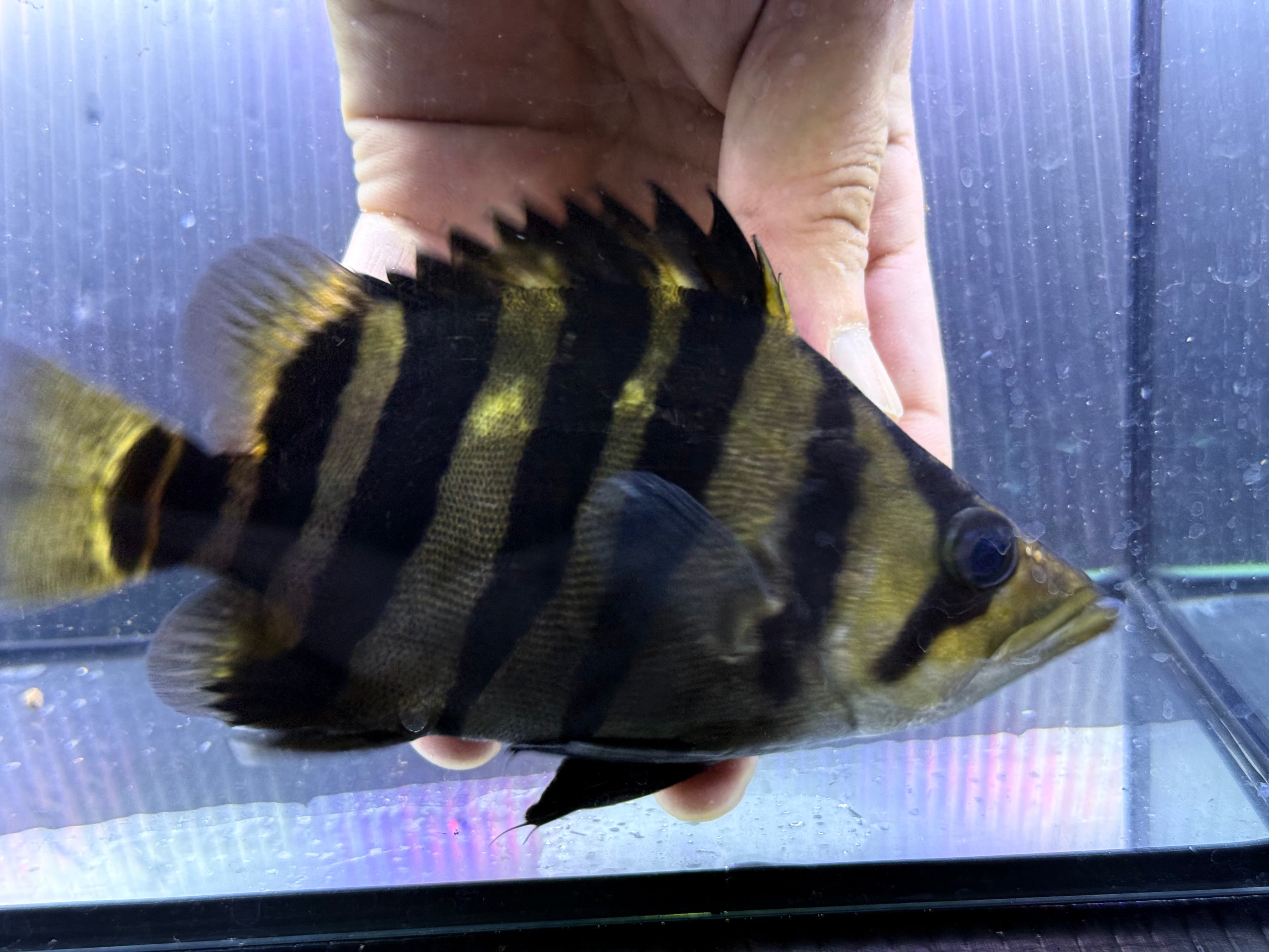 アフリカツメガエル Mサイズ 100匹 | アクアショップ ビリーケン