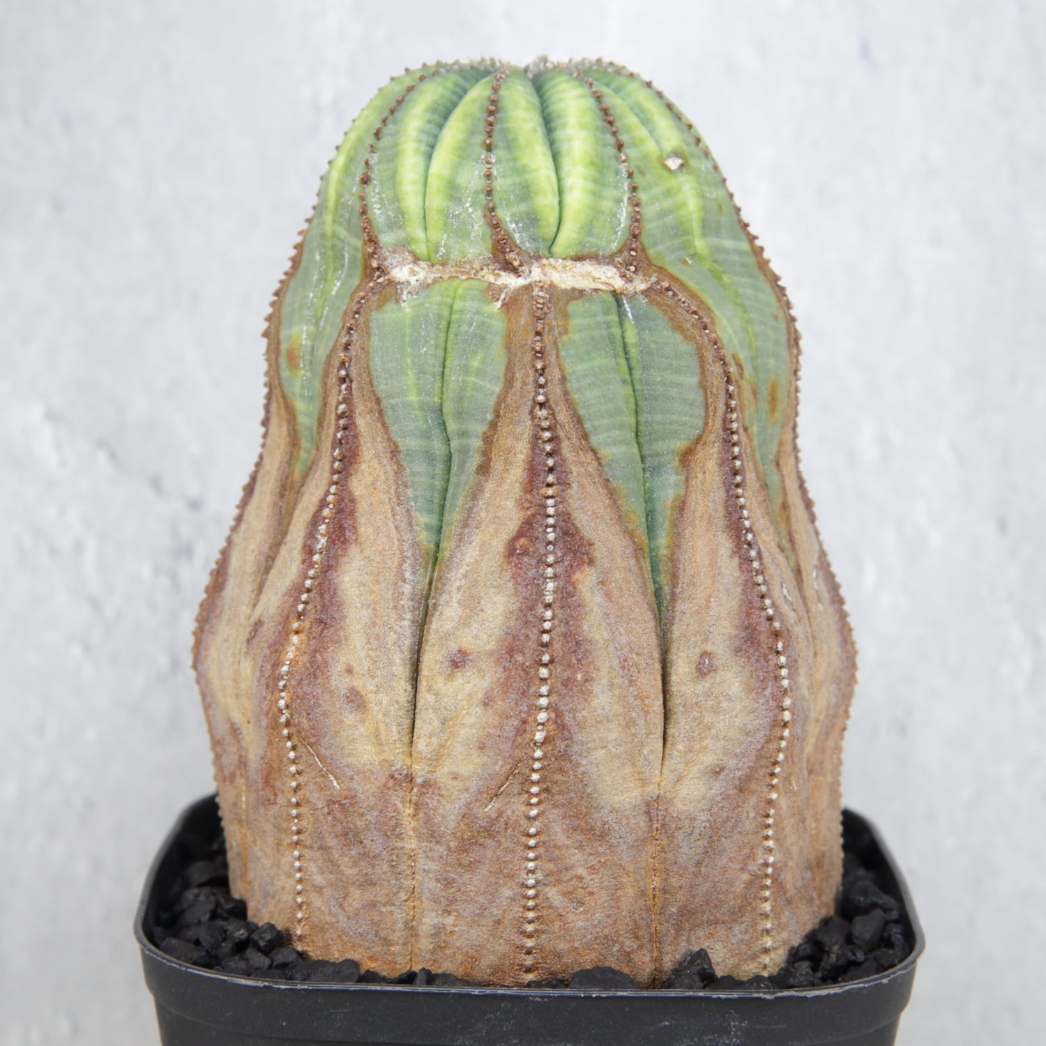 RETAKE【超厳選株】 メス株 超大株 8.1cm 木質化 美模様 捻じれ