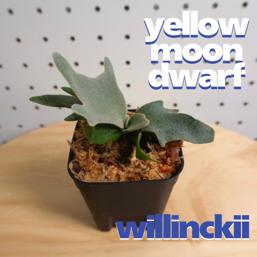 アカシアコンフサ 根皮 20g | Pay ID