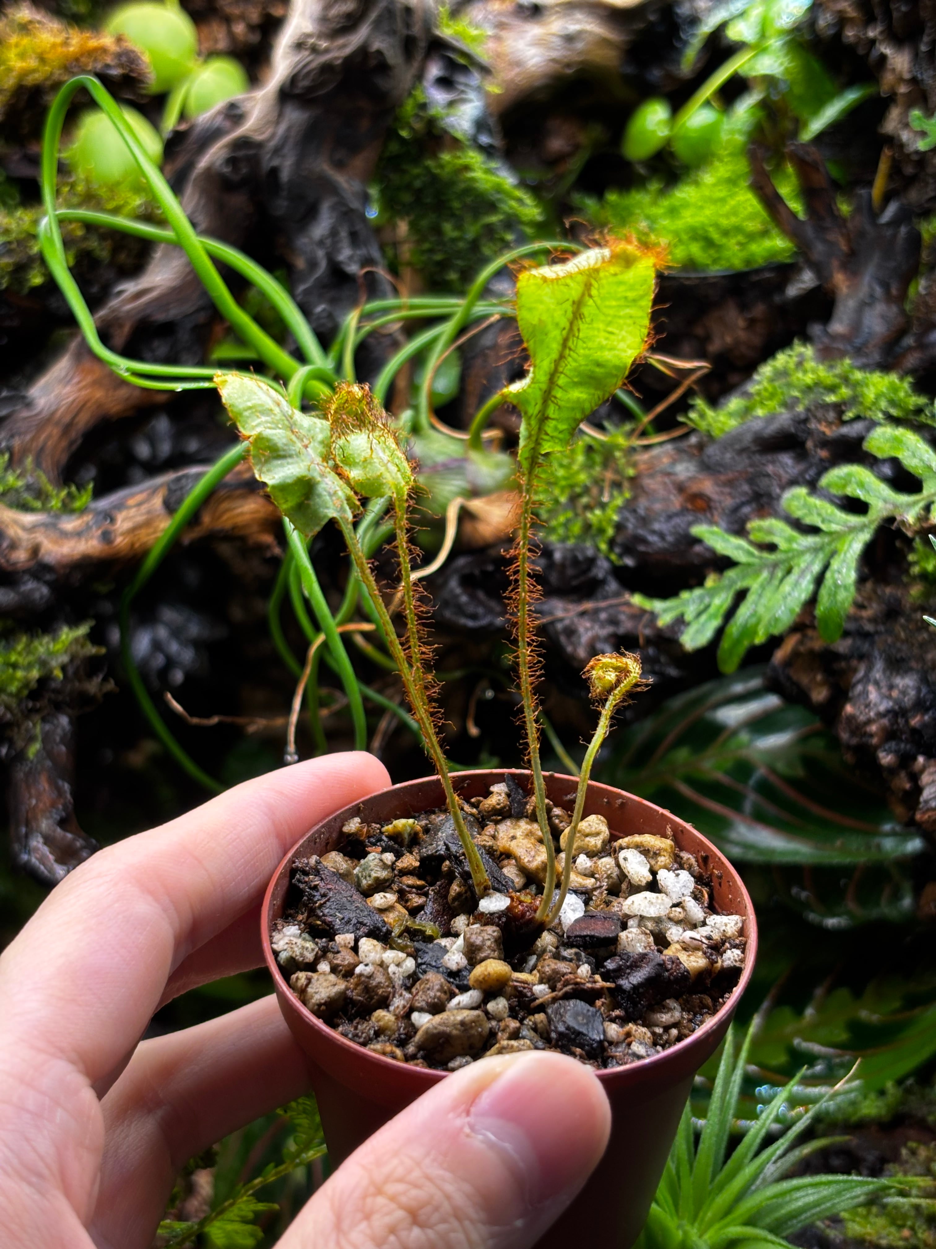 Pneumatopteris sp. West Java【触手状の新芽】 | SCALE_VIVARIUM | 蝉