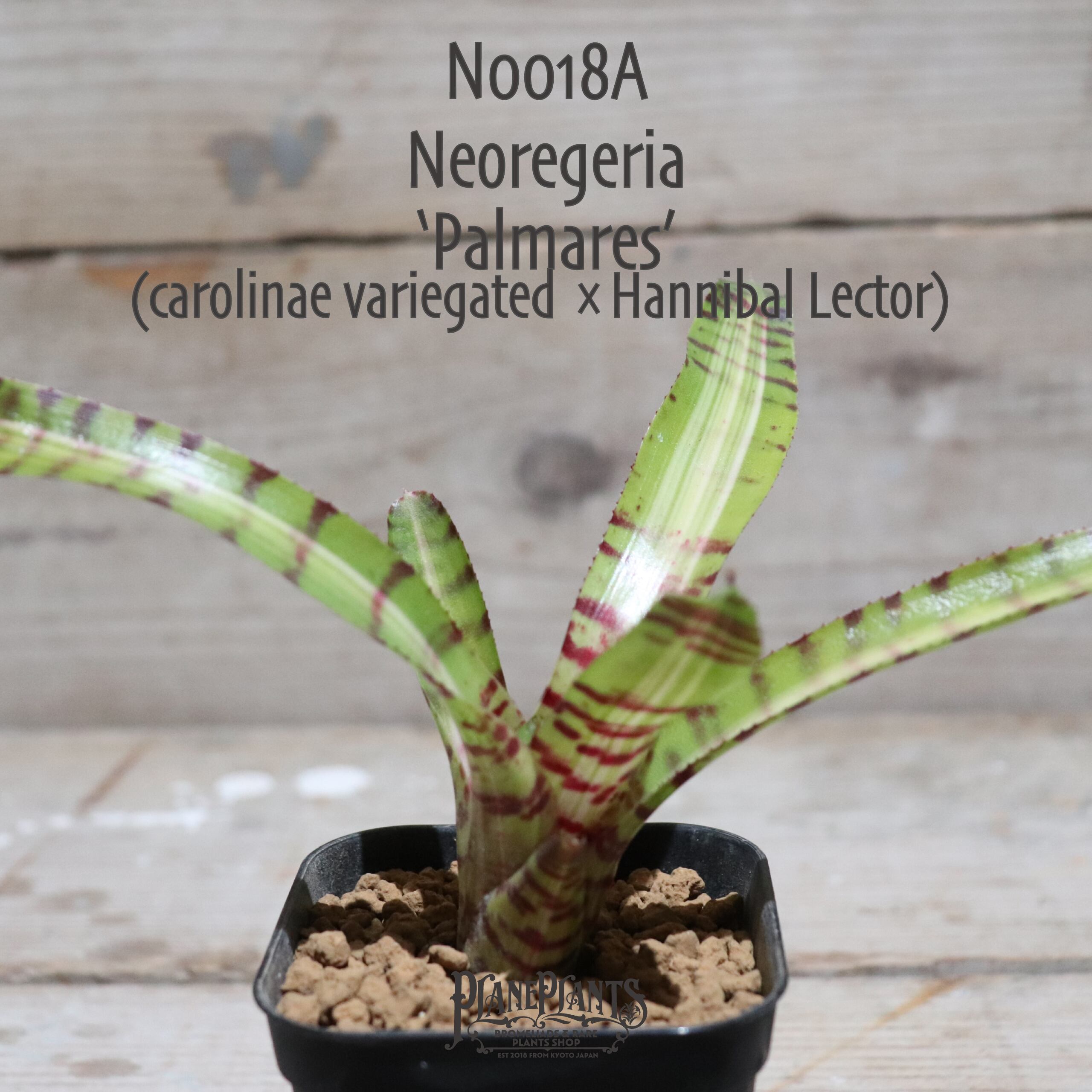 送料無料】Neoregelia 'Palmares'〔ネオレゲリア〕現品発送N0018A