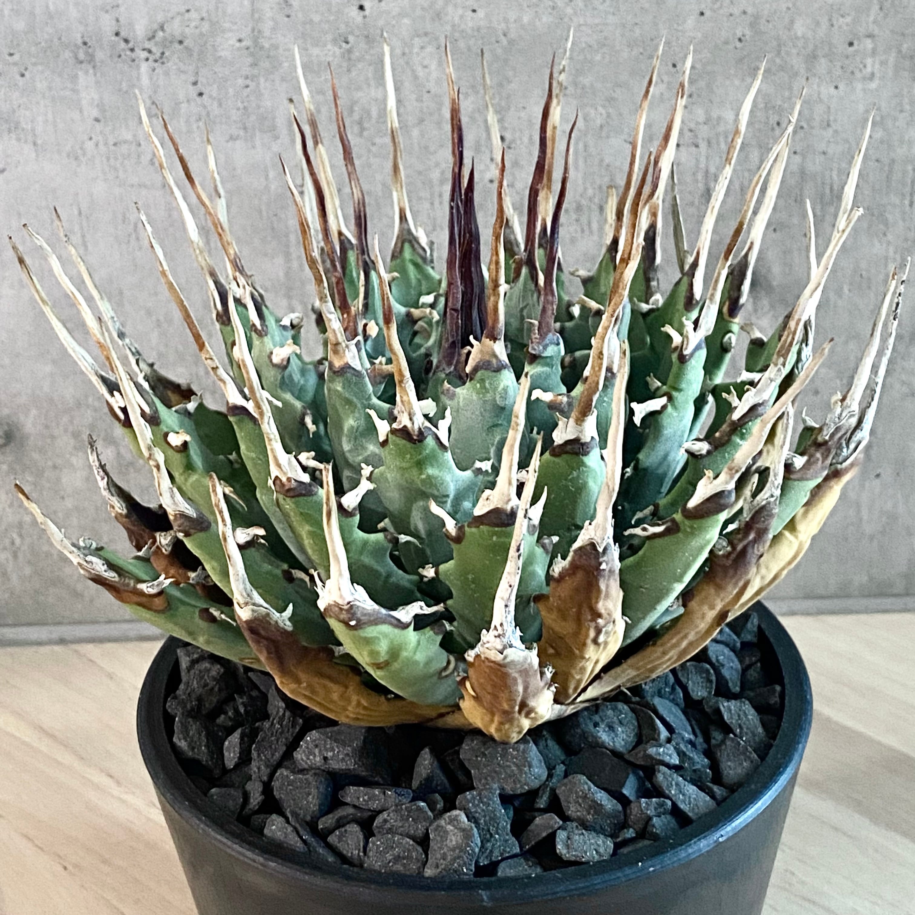 agave utahensis eborispina /アガベ ユタエンシス エボリスピナ