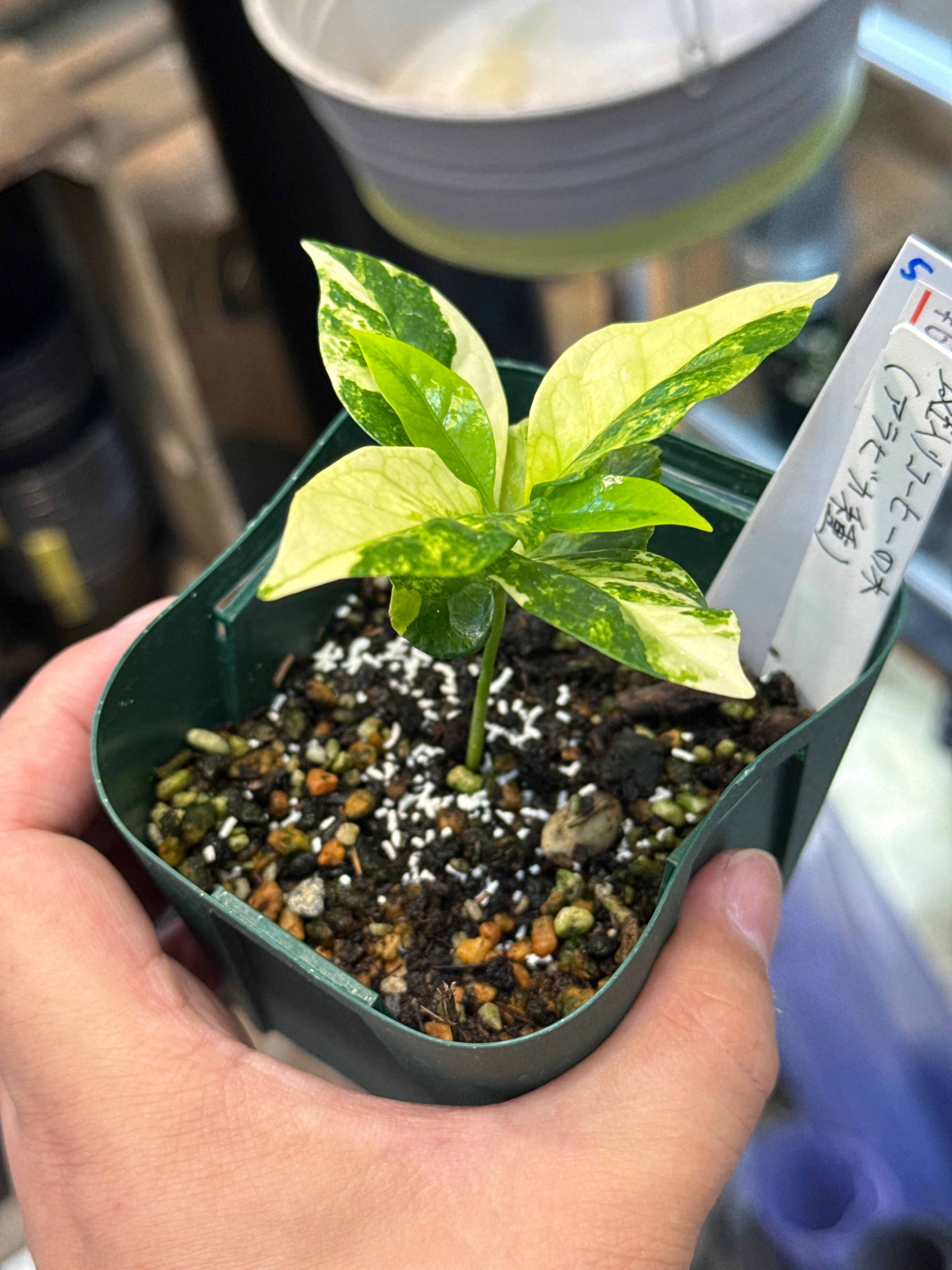 か*す様 コーヒーの木 斑入り アラビカ種 大苗 5年 か*す様 コーヒーの木 斑入り アラビカ種 大苗 5年 コーヒーの木
