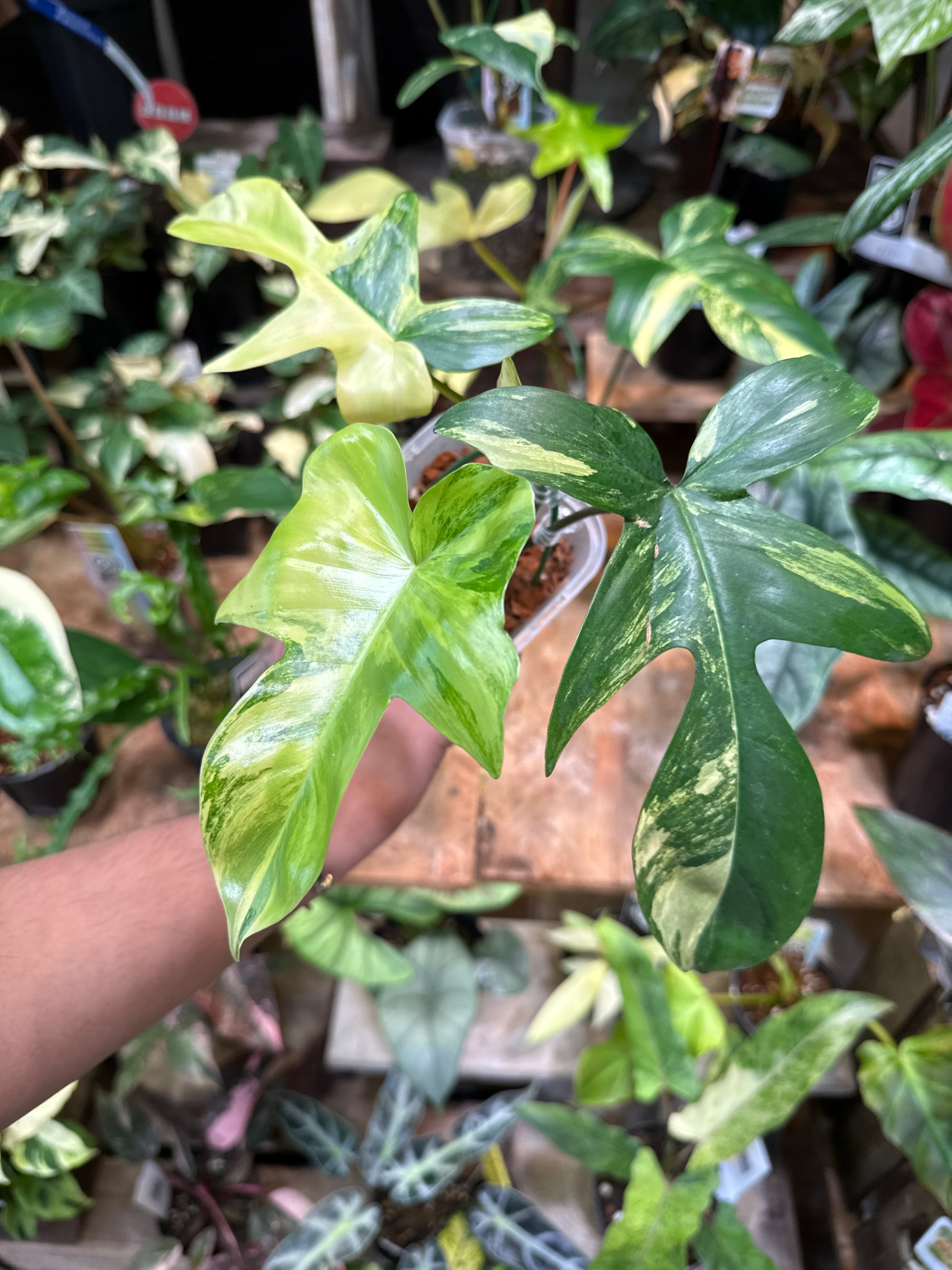 ③ フィロデンドロン フロリダビューティー | Gardenえん 【観葉熱帯植物】