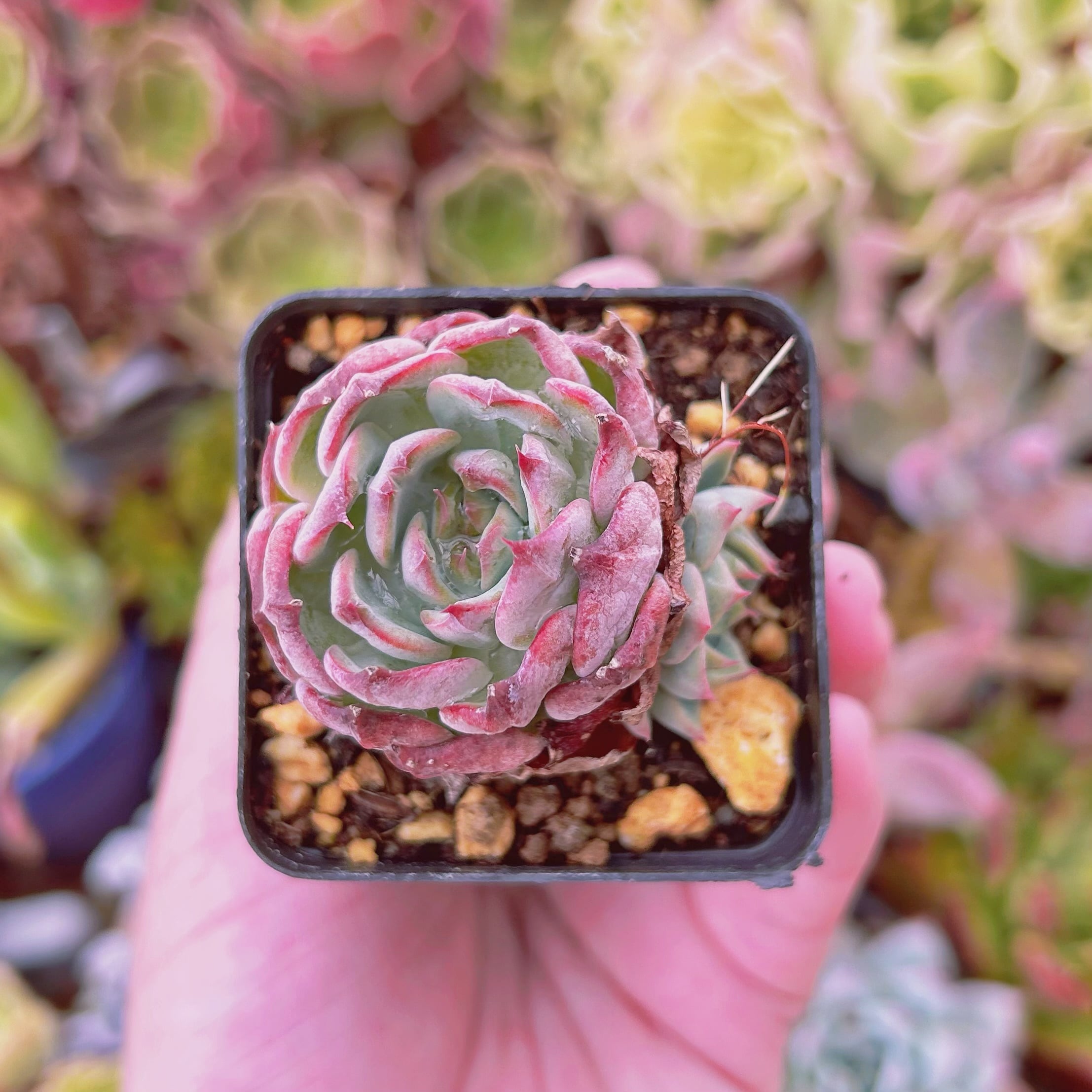 現物　多肉植物　クランベリー　抜き苗