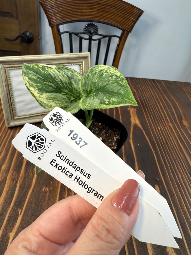 ★1937【輝くホログラム】スキンダプサス　エキゾチカ　ホログラム(3.5号ポット）