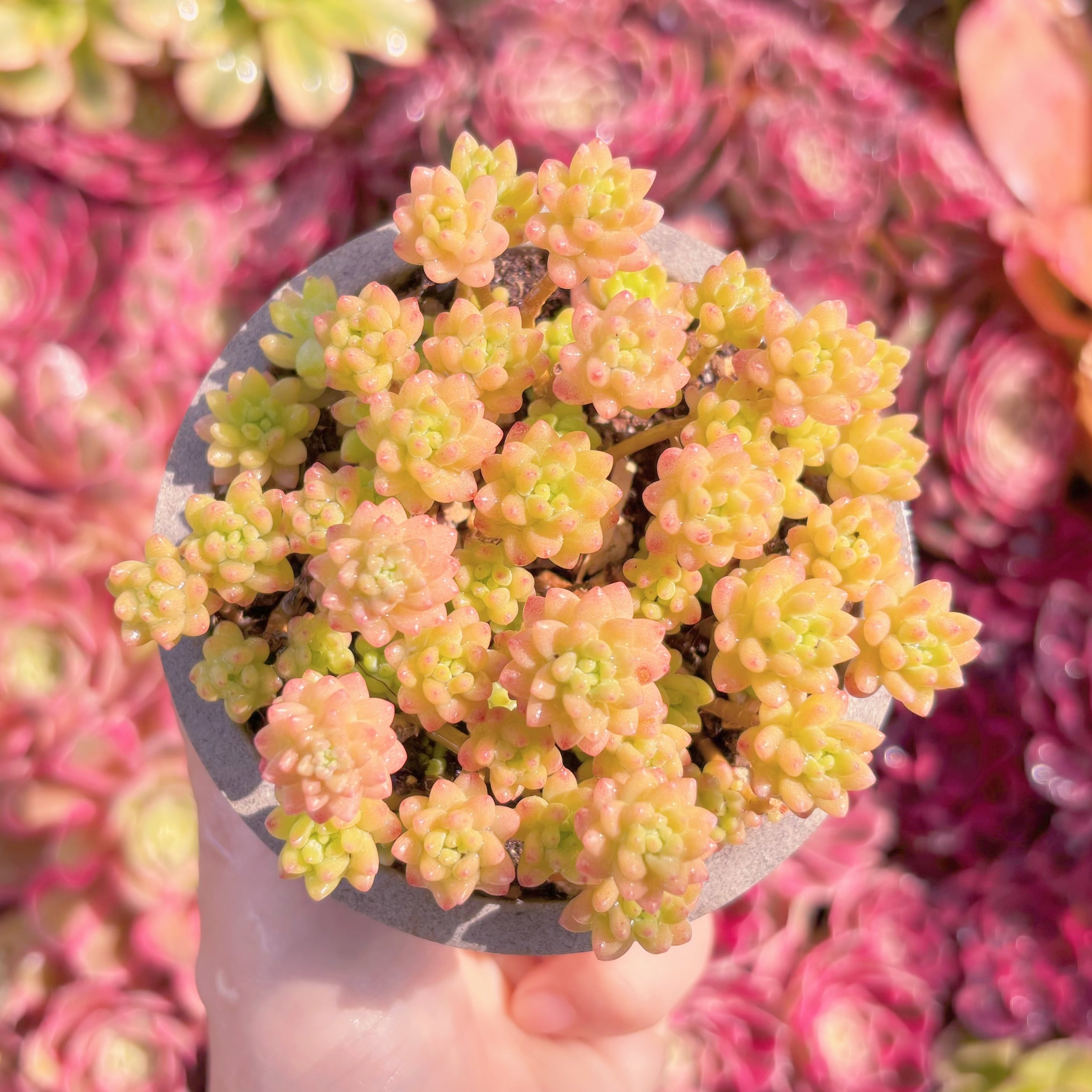 多肉植物　Flower Group Variegata　新入荷　るる農園