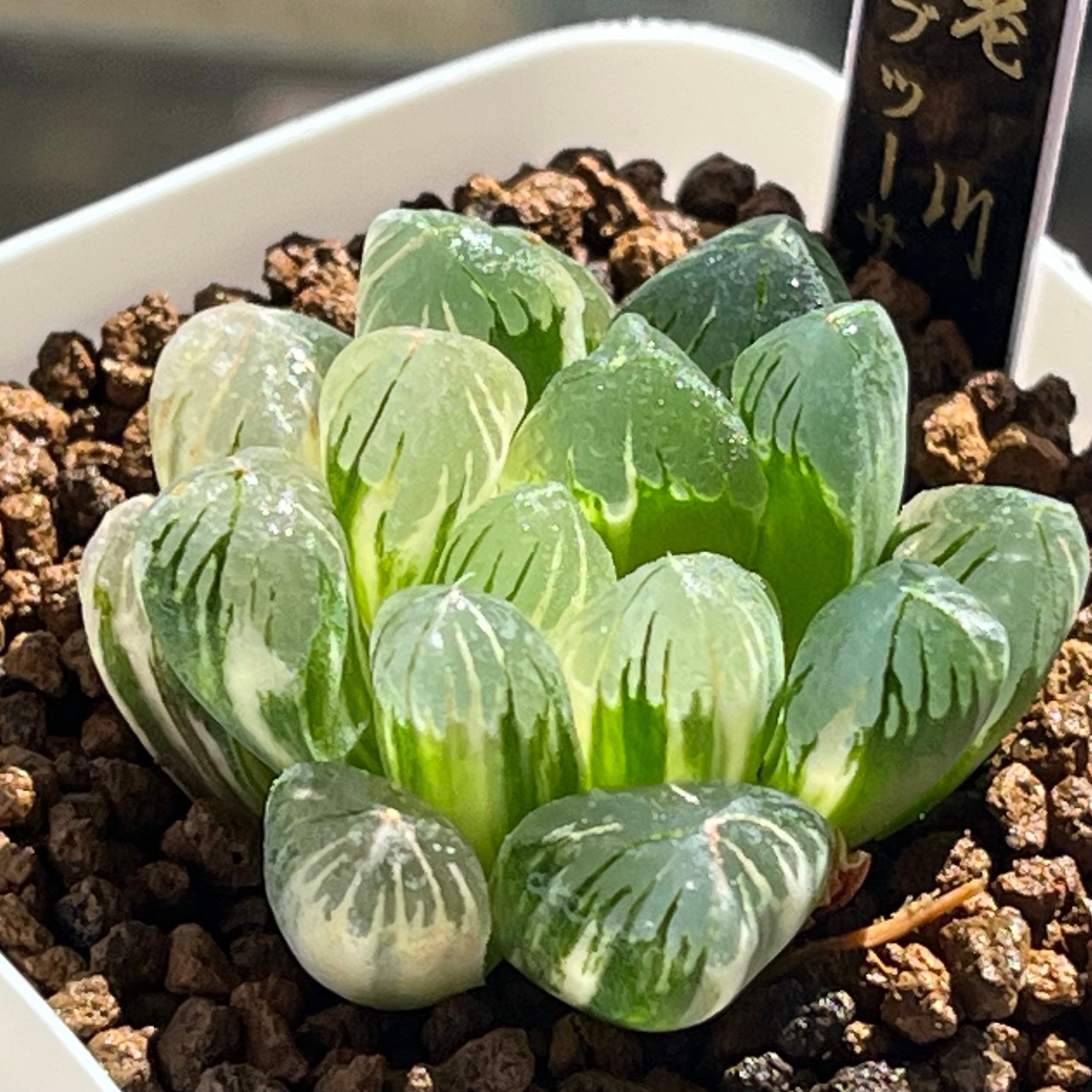 ハオルチア 日月潭錦 | mocono_plants