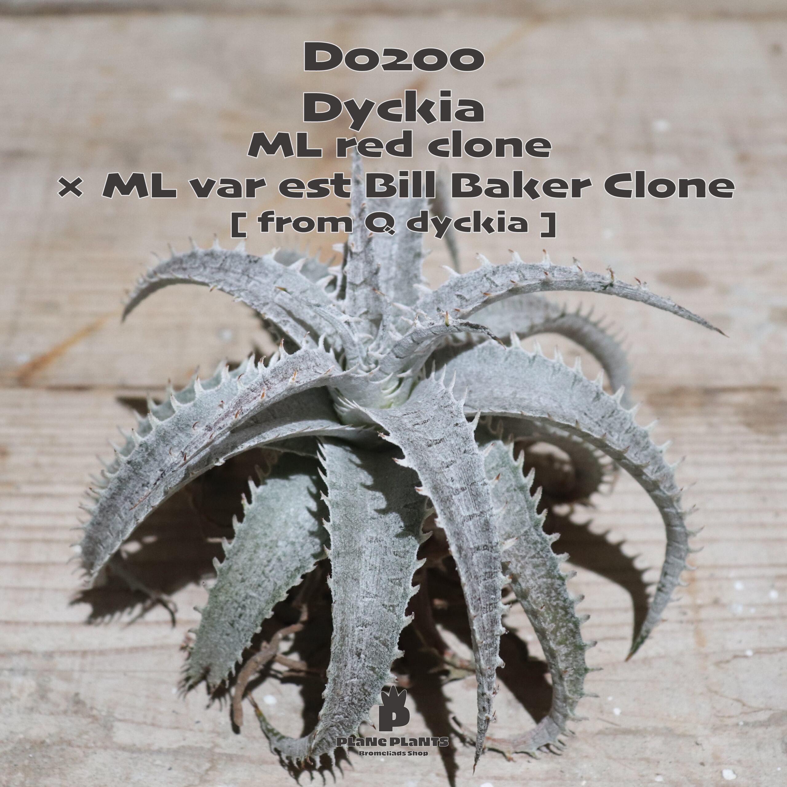 【送料無料】ML red clone × ML var est Bill Baker Clone 《ベアルート株》〔ディッキア〕現品発送D0200