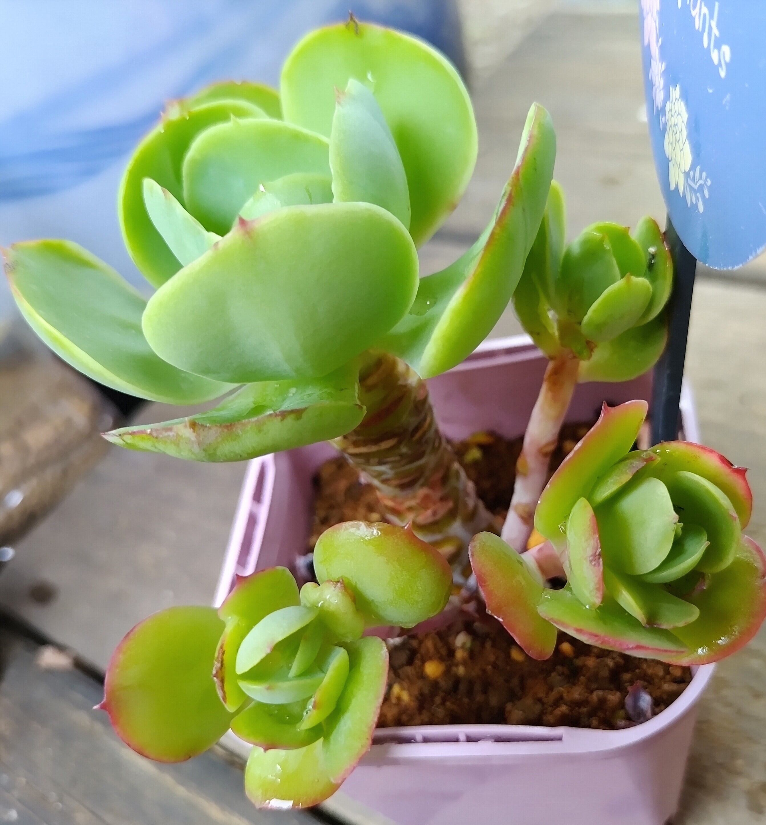ピーチプリデ エケベリア 【サービス品@800〜】ピーチプリデ(4頭) Echeveria Pride'｜多肉植物図鑑 'Peach エケベリア・セダム