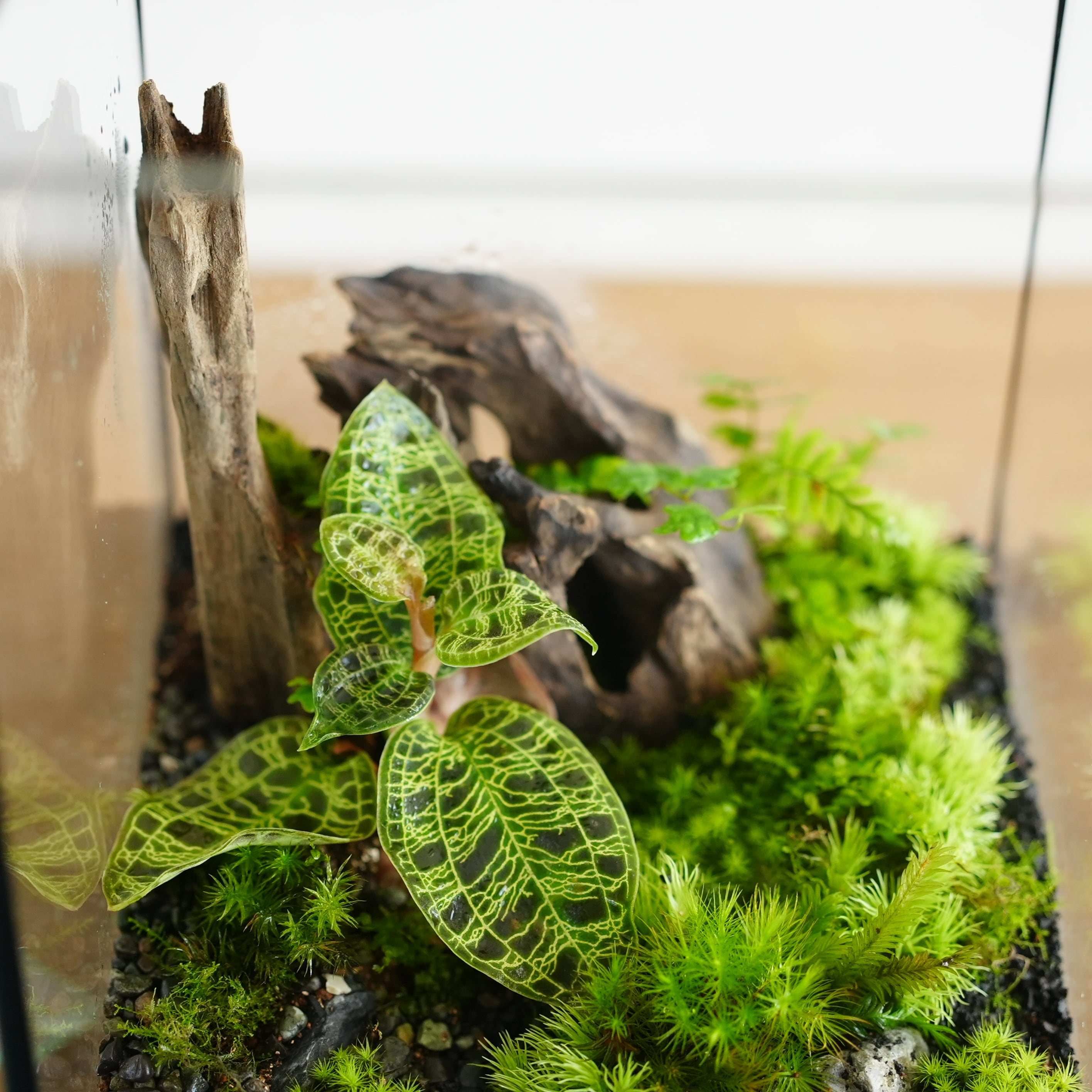 苔テラリウム作品『森の宝石』◇限定作品 7.22＃3 | 苔テラリウム専門