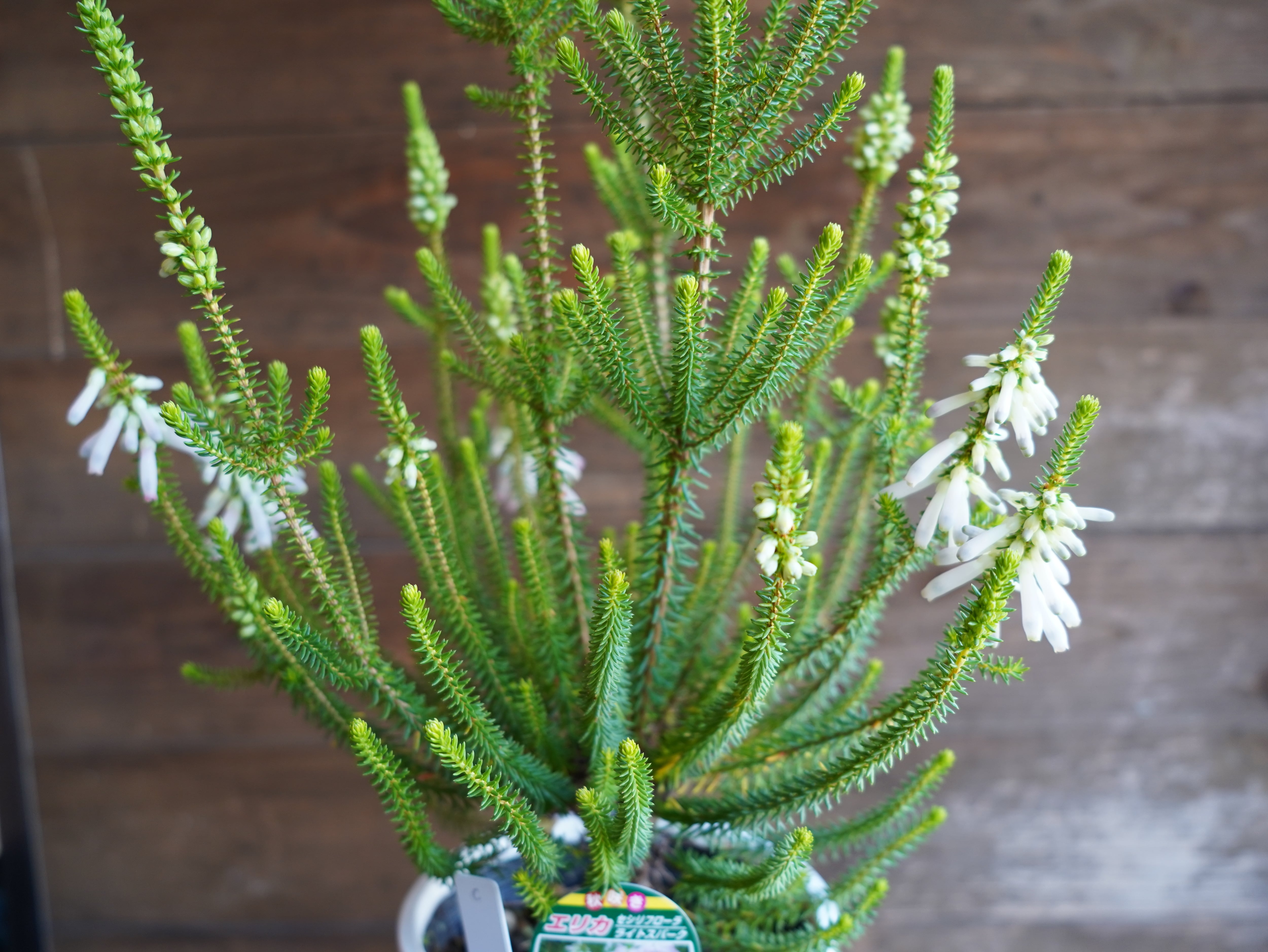 【現物】エリカ　Ｓ．’ライトスパーク’　C