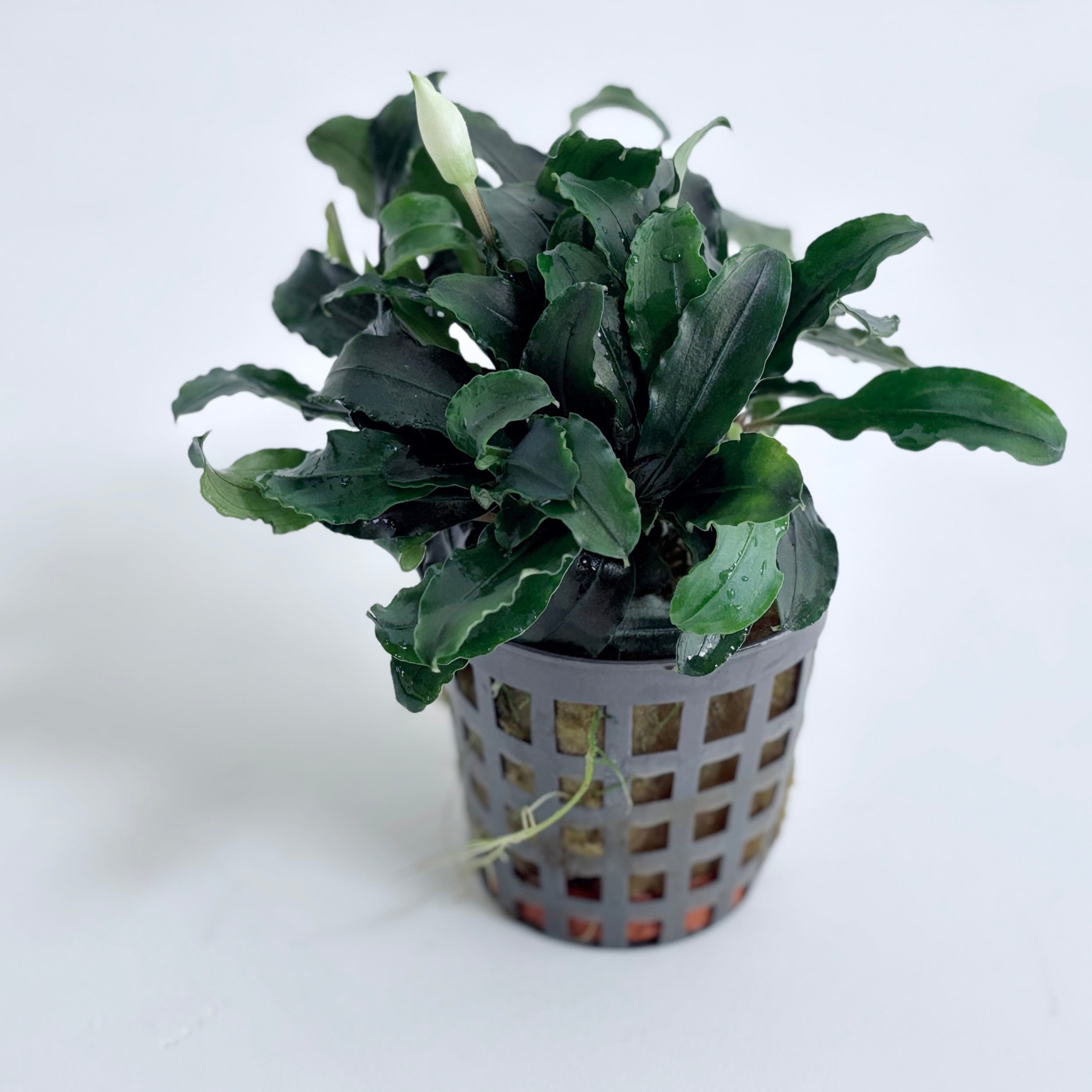 希少☆1 トラベシア トレベシア パルマータ 5号 観葉植物 レア植物