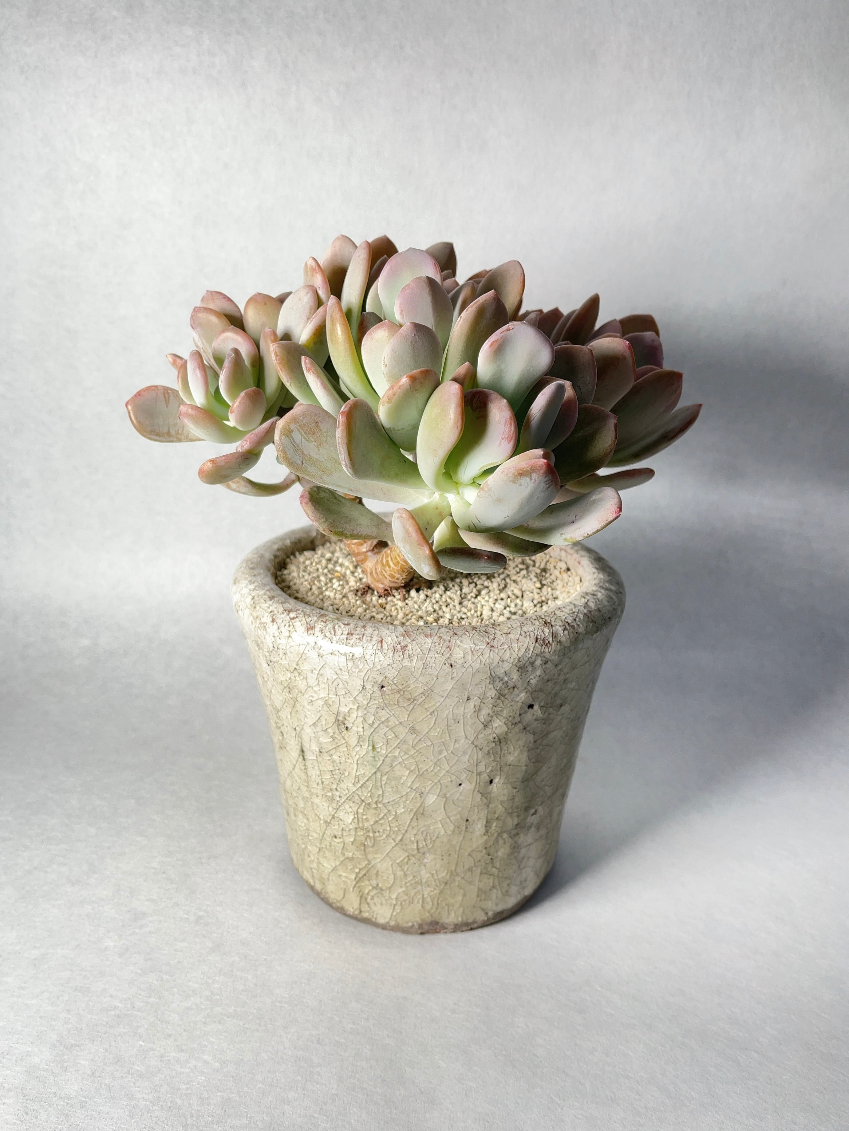 確認用　艶美人錦　多肉植物　パキフィツム 確認用 艶美人錦 多肉植物 パキフィツム 【公式通販】