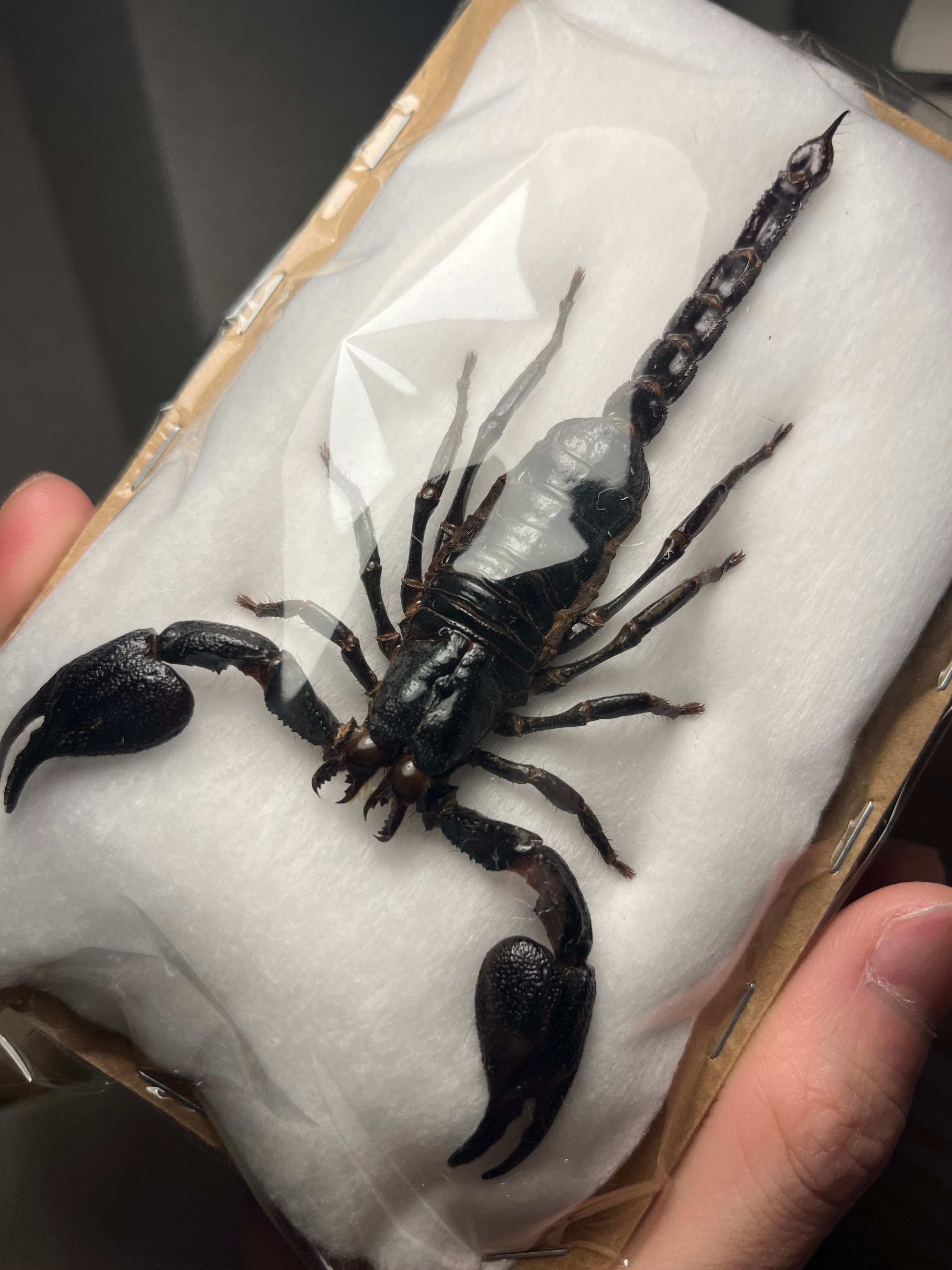 噂ノ蠍】ピラーテイルスコーピオンOrthochirus bicolor サソリ