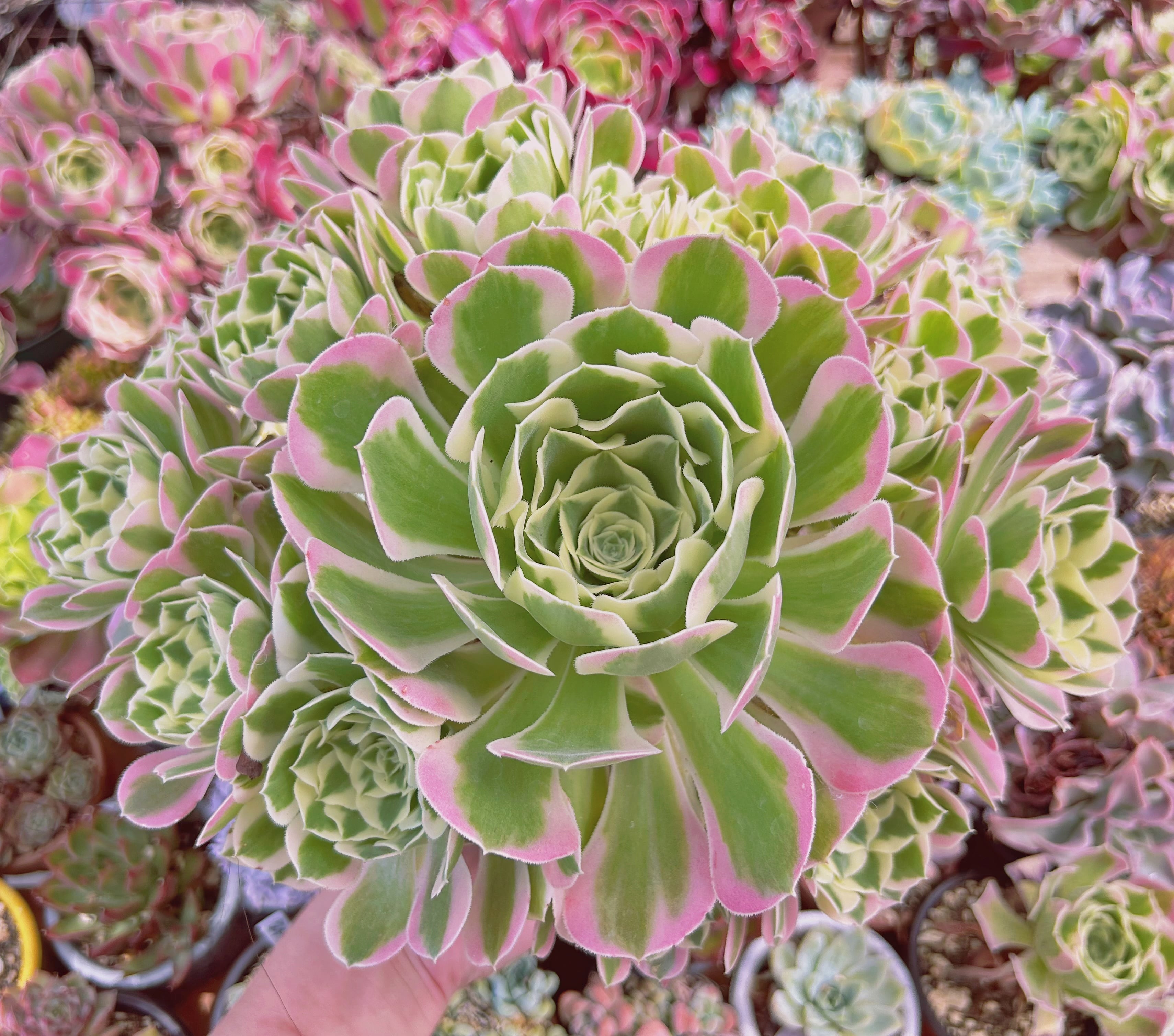 現物　多肉植物　Aeonium   白鳳錦　特特大　抜き苗