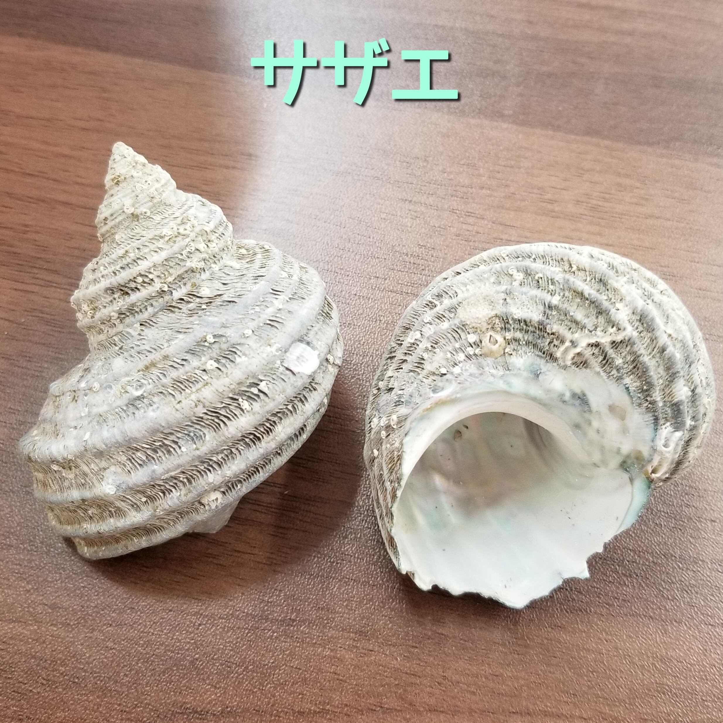 殻口約3.0~3.9cm サザエ | オカヤドカリショップ BiTa