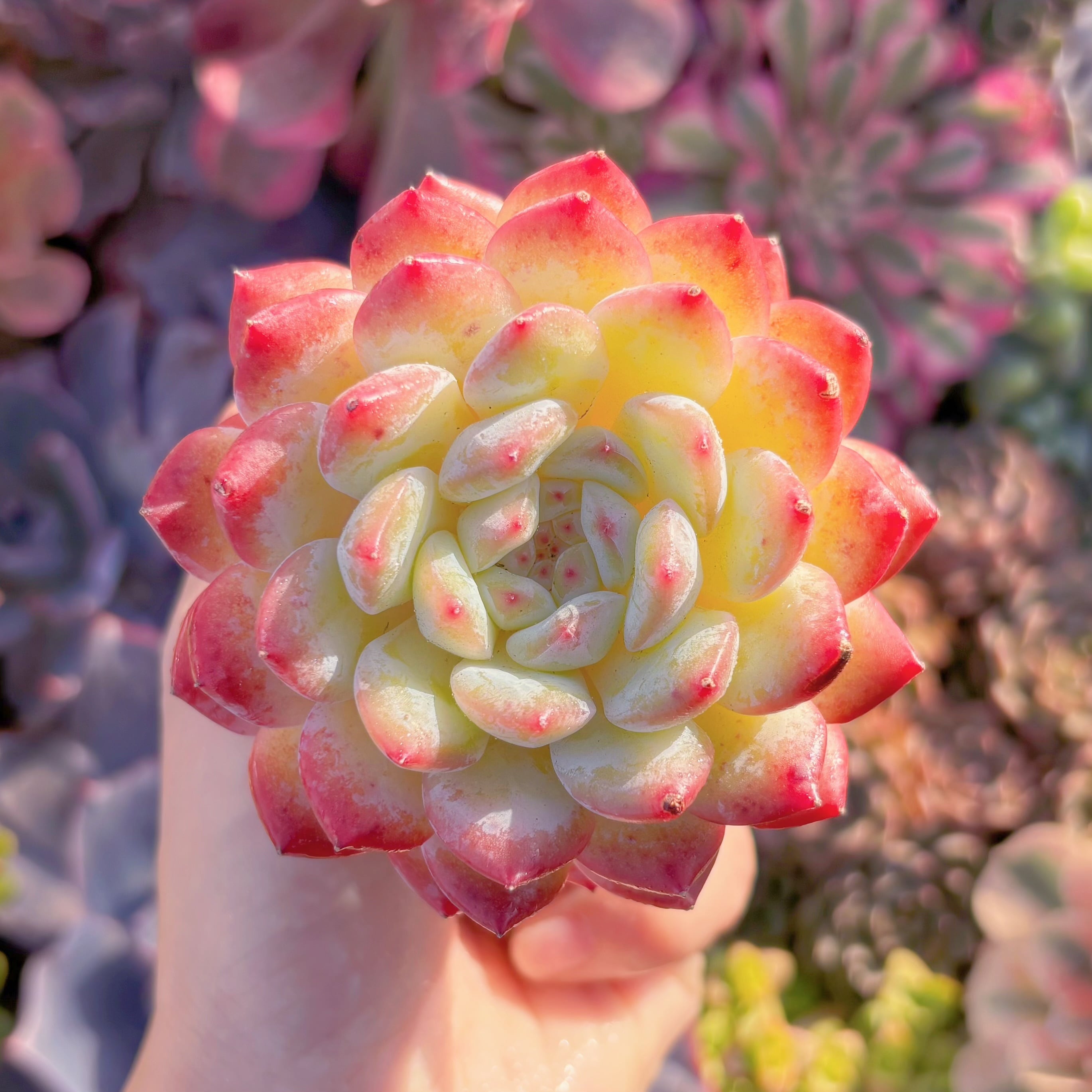 多肉植物　新品種　紅袖　大苗　新入荷　るる農園