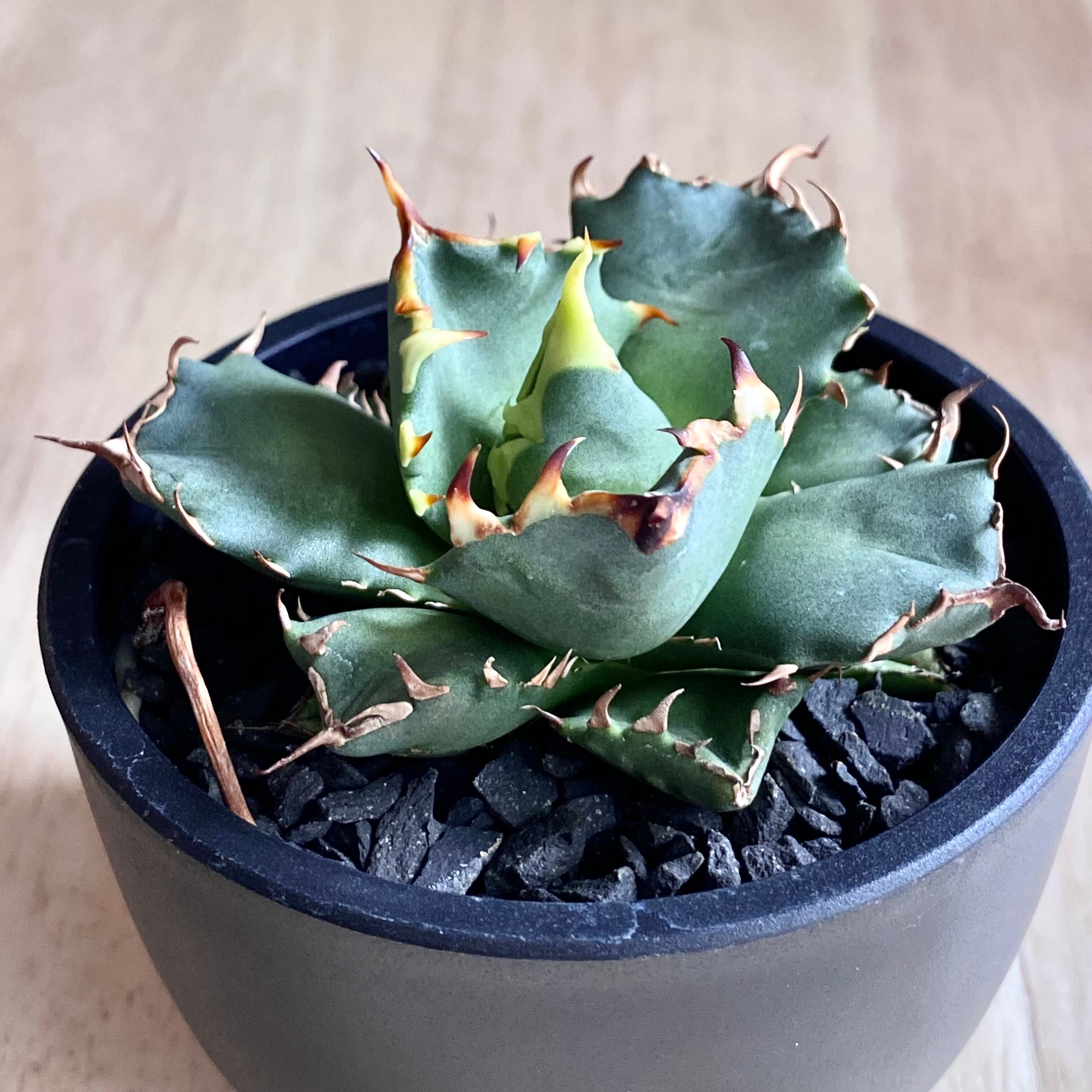 agave titanota No1/アガベ チタノタ ナンバーワン【観葉植物】【多肉 ...