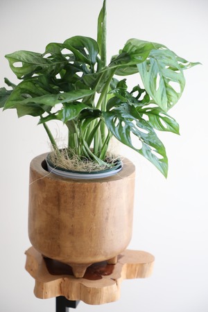 【M】マドカズラ/Monstera Adansonii　※ウッド鉢カバー付き