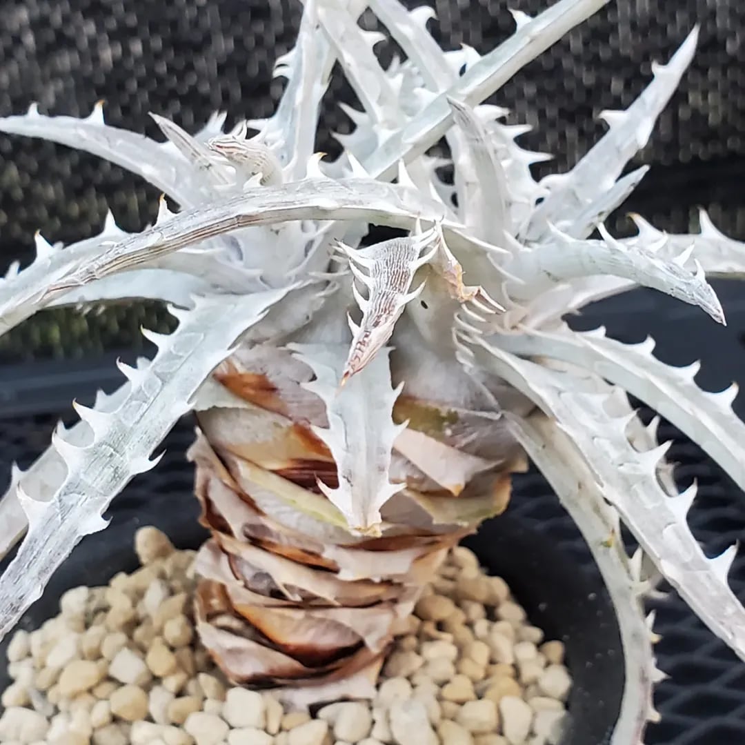 F00485_Dyckia goehringii (Original Clone)分頭株：ディッキア
