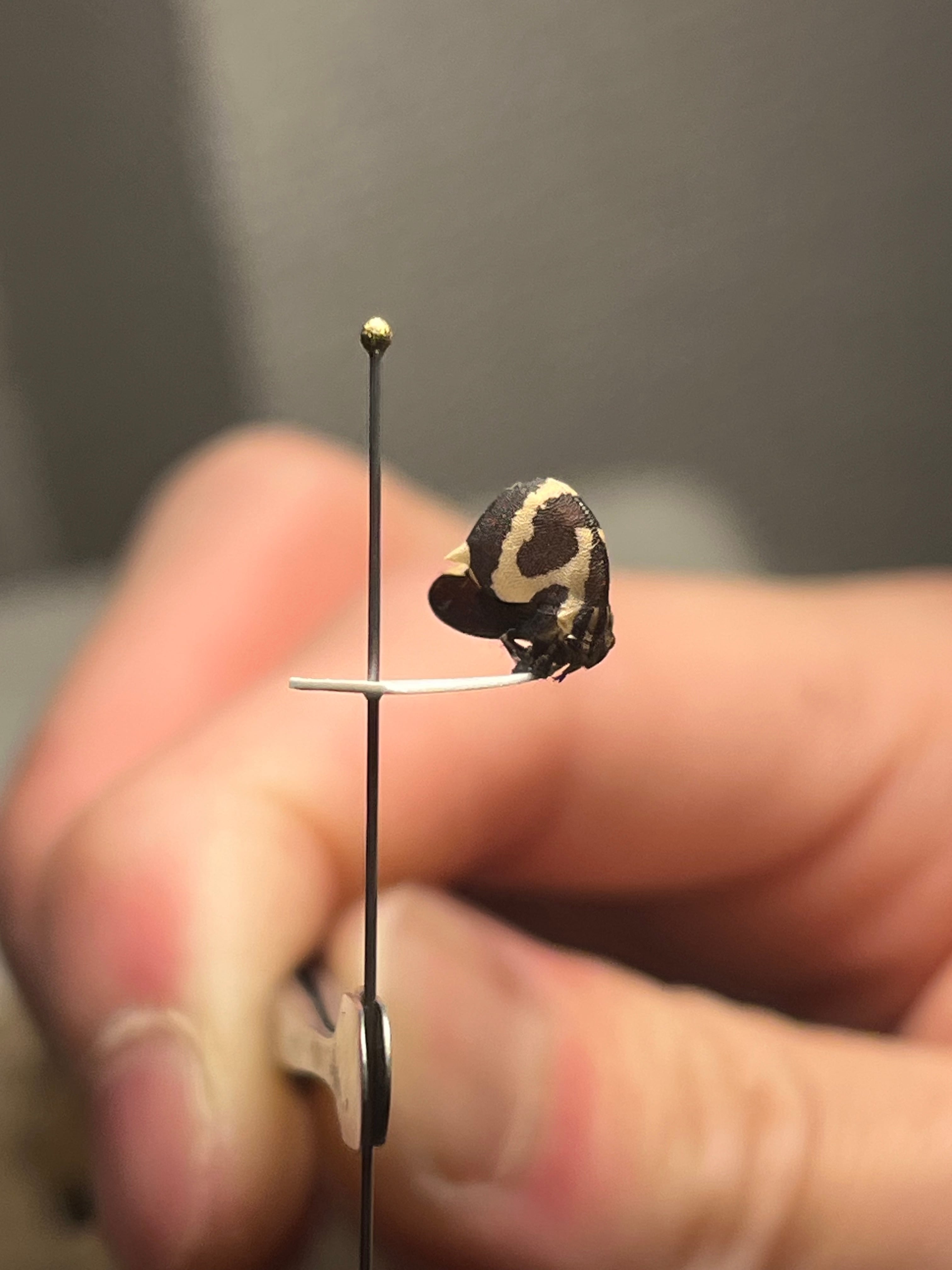 【完璧髑髏】パンダヘルメットツノゼミ Anchistrotus sp.セミ 完璧髑髏】パンダヘルメットツノゼミ Anchistrotus sp.セミ ホタル 蛍