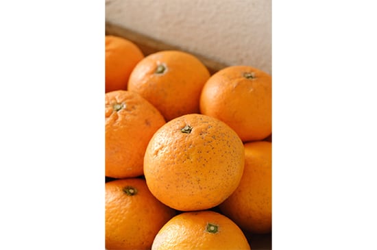 【みかん×オレンジ】清見オレンジ・1kg